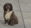 Spaanse waterhond Boomer