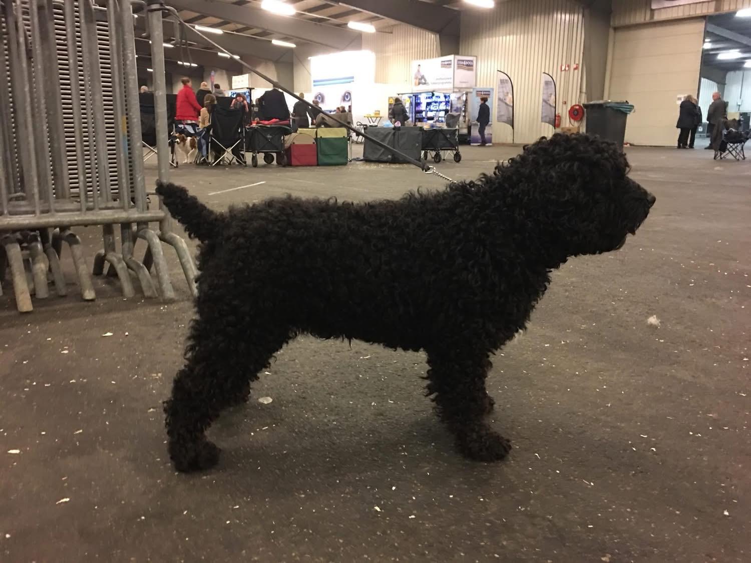 Spaanse Waterhond Kampioen Bourbon