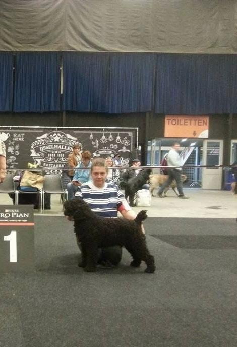 Spaanse Waterhond Kampioen Bourbon