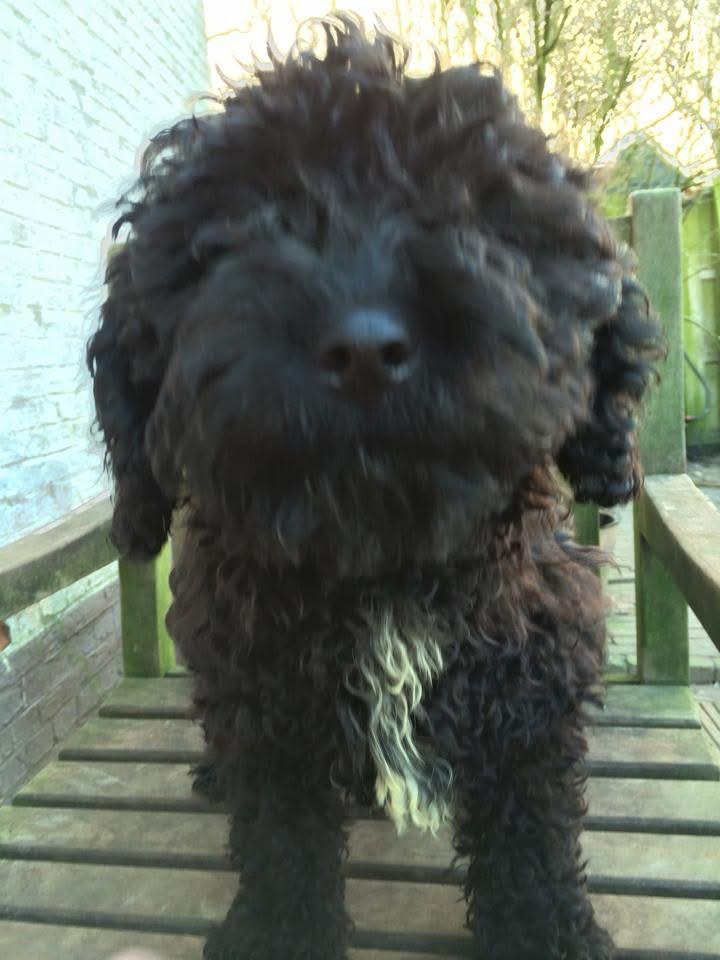 Spaanse Waterhond Kampioen Bourbon