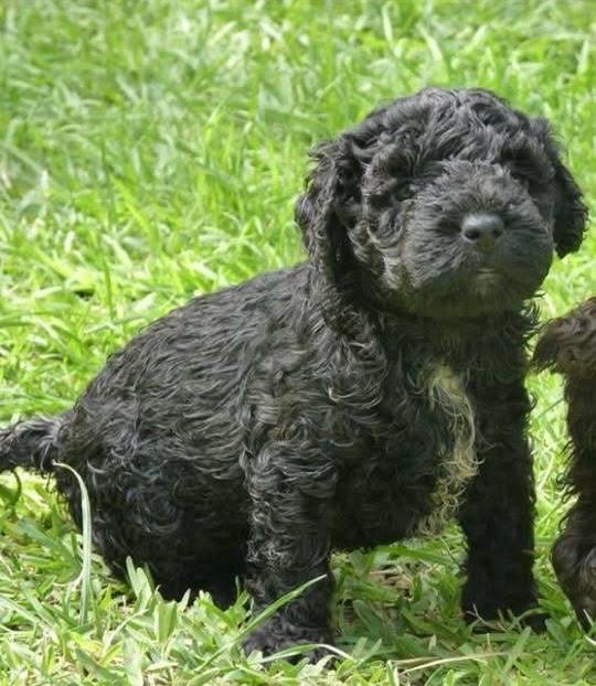 Spaanse Waterhond Kampioen Bourbon