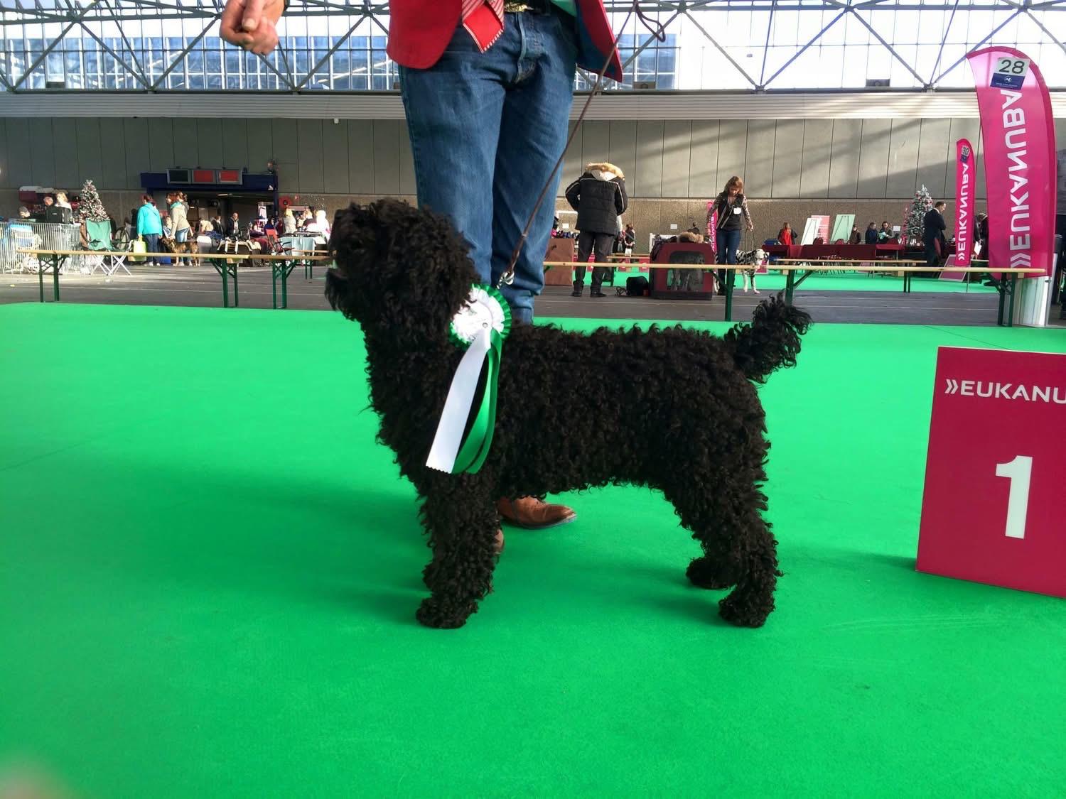 Spaanse Waterhond Kampioen Bourbon