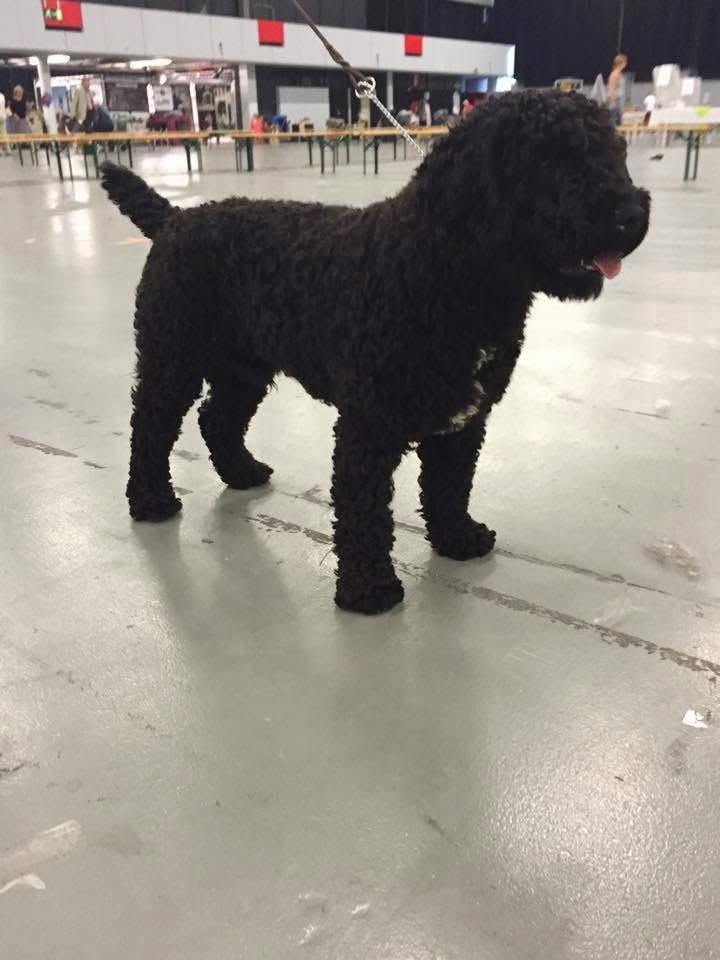 Spaanse Waterhond Kampioen Bourbon
