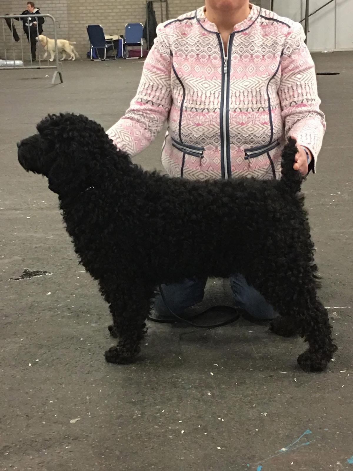 Spaanse Waterhond Kampioen Bourbon