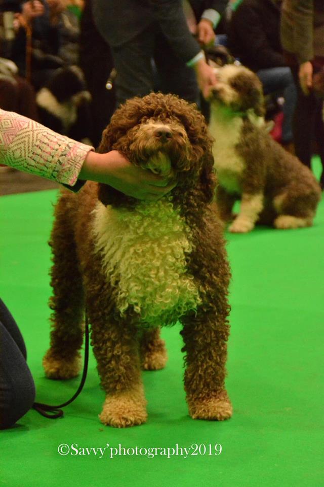 Spaanse Waterhond kampioens reu Fluffy op de Crufts !