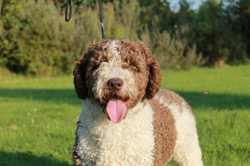 Spaanse Waterhond teef 