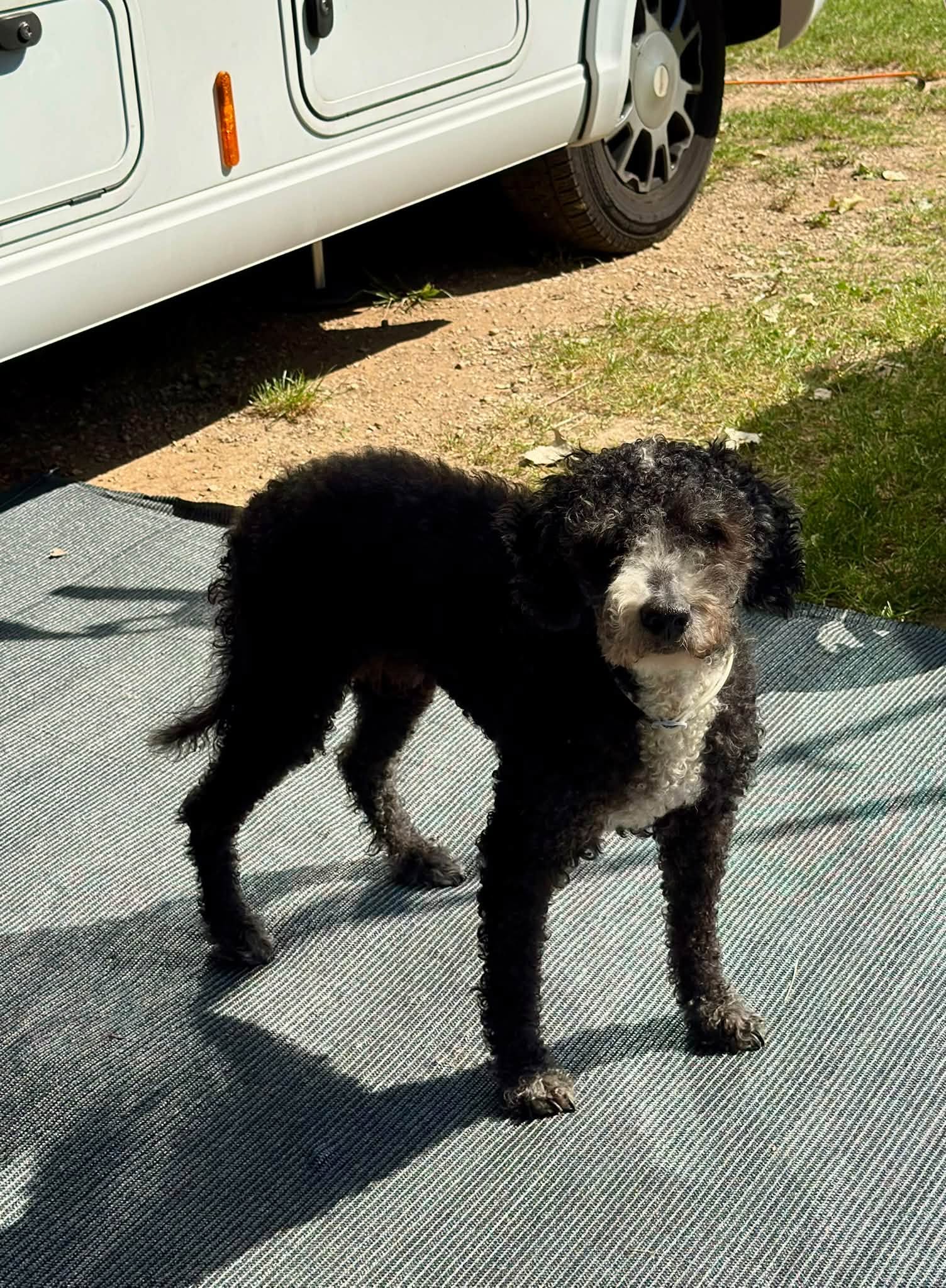 Spaanse Waterhond Jule 17 jaar