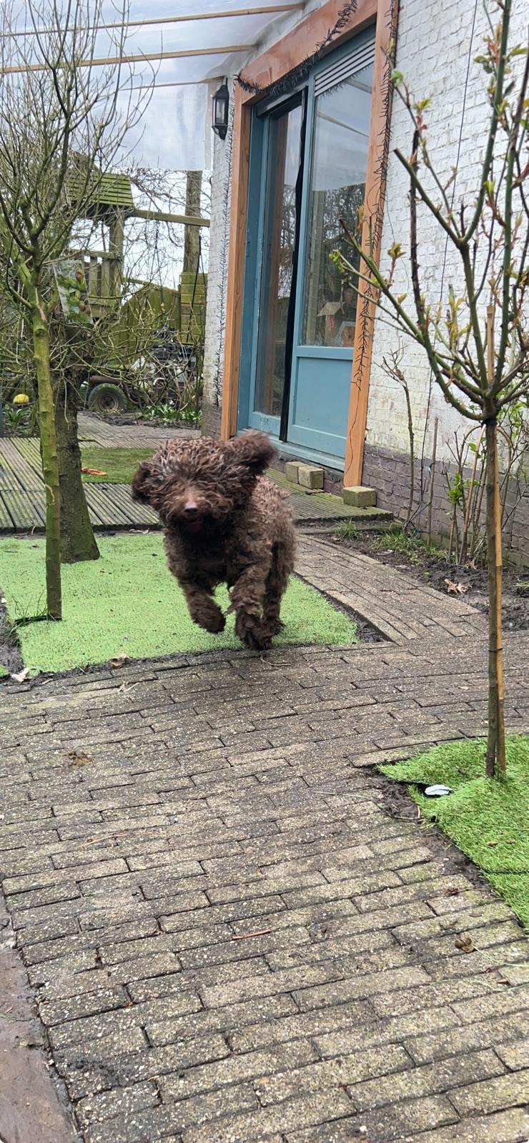 Spaanse Waterhond teefje La Palma