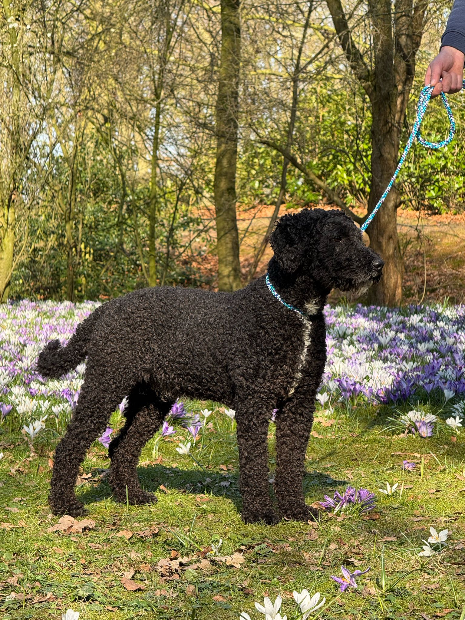 Spaanse Waterhond Max