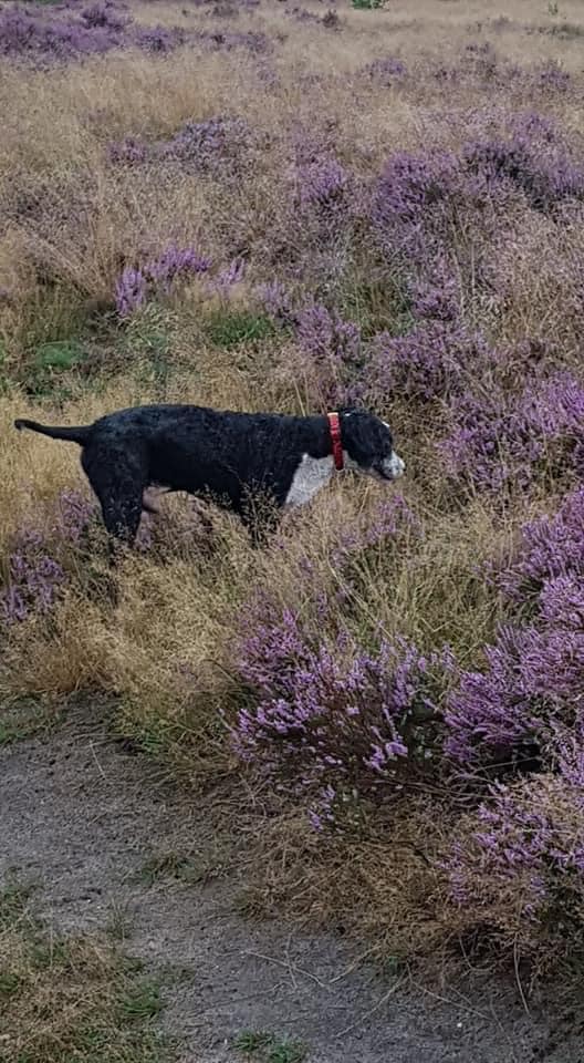 Spaanse Waterhond reu  Scotty