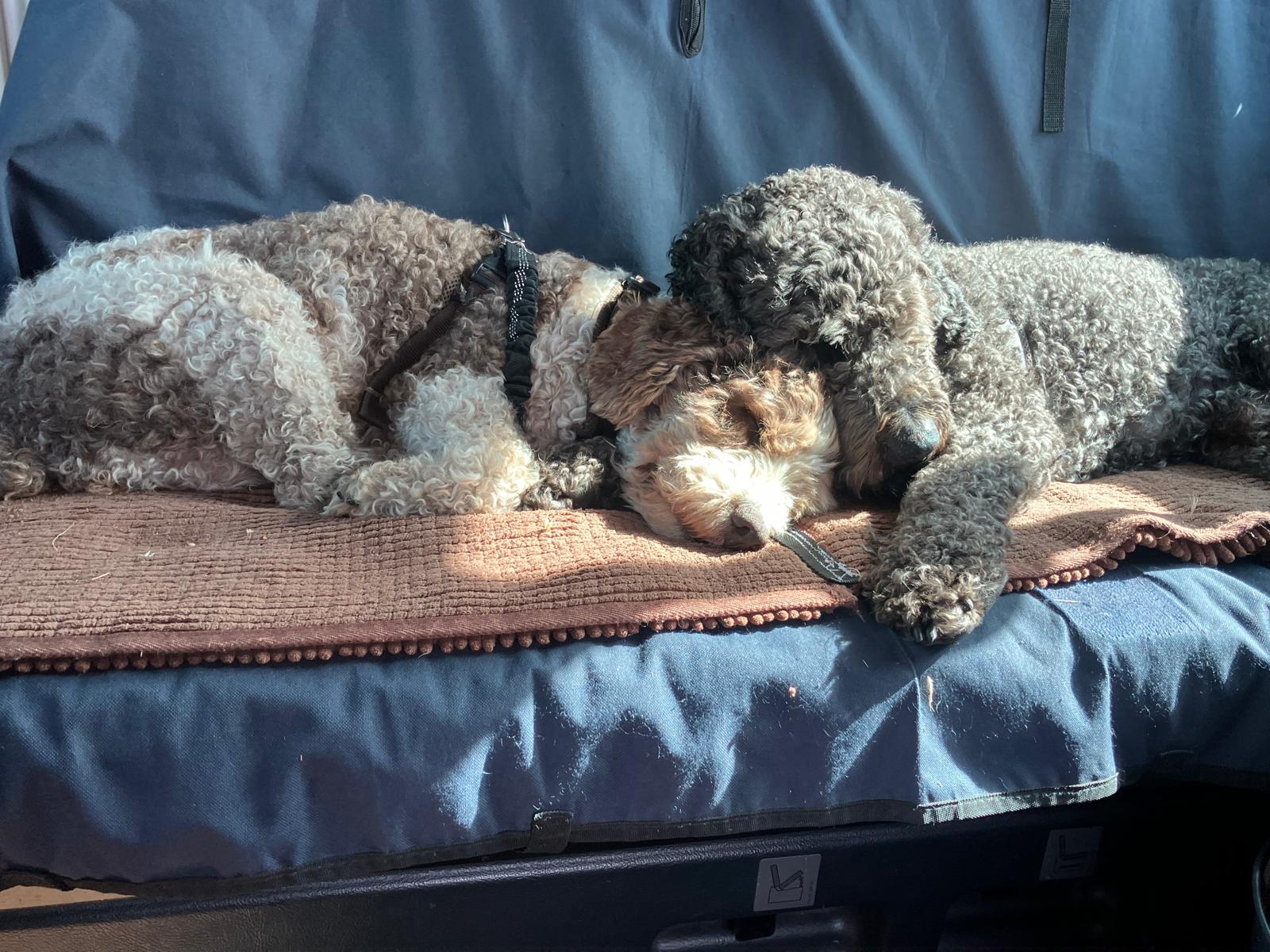 Spaanse Waterhonden samen