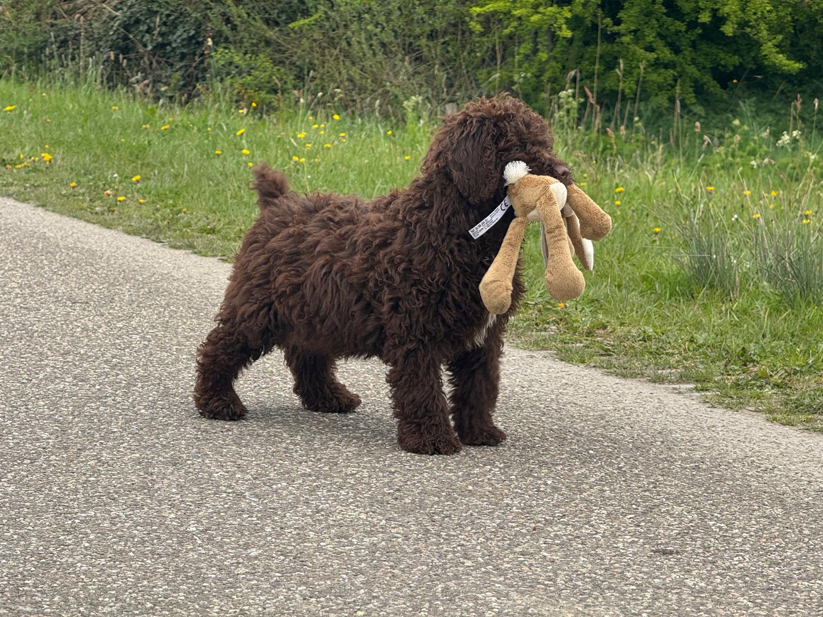 Spaanse Waterhond pup  reutje Simba