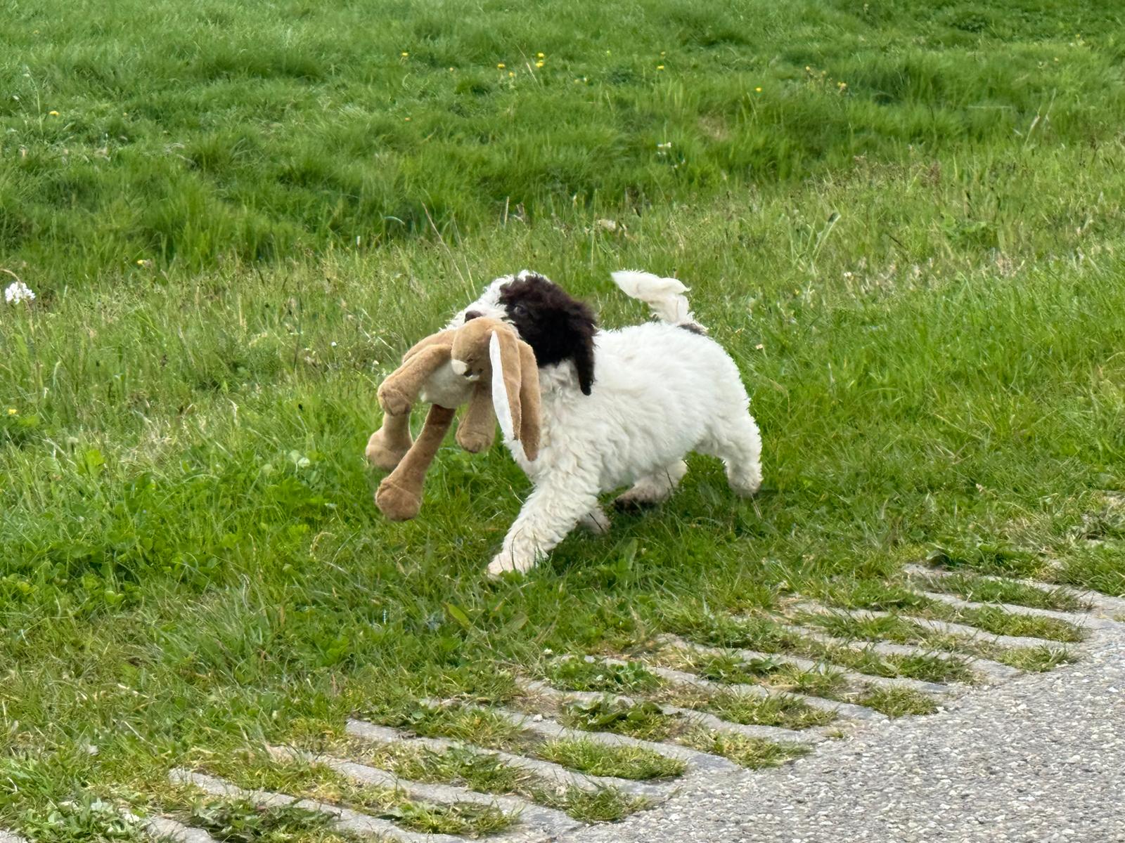 Spaanse Waterhond pup teefje 3 beschikbaar