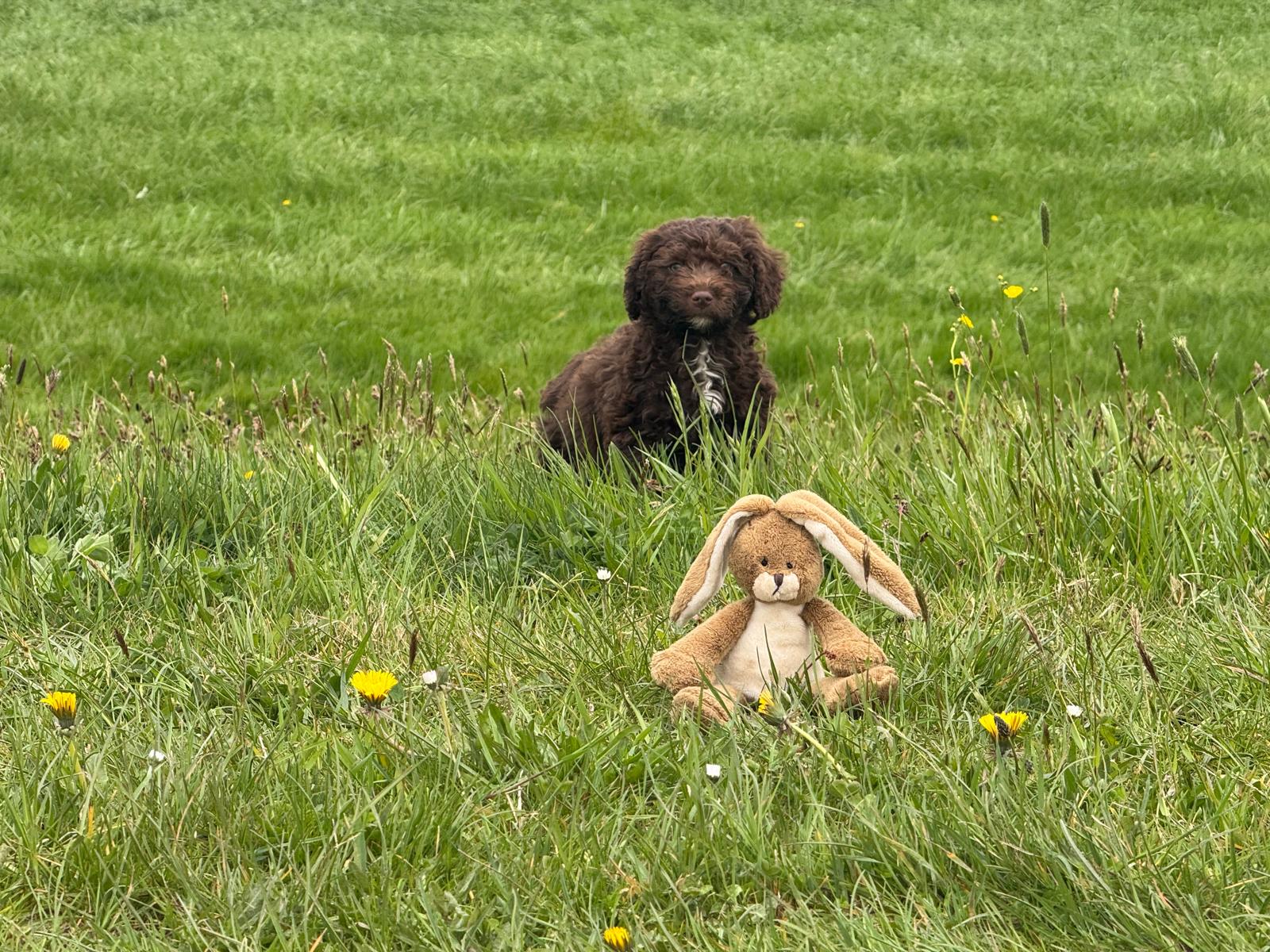 Spaanse Waterhond pup reutje 1 