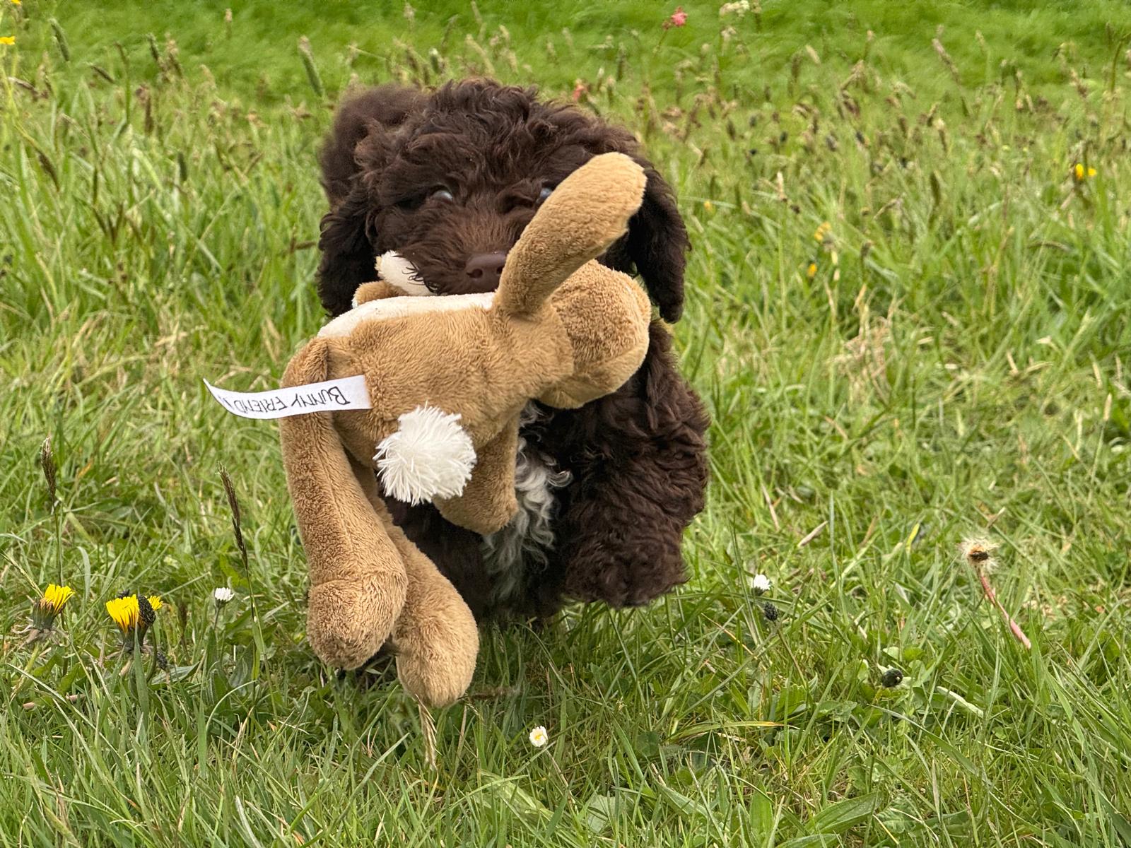 Spaanse Waterhond pup reu 2 beschikbaar