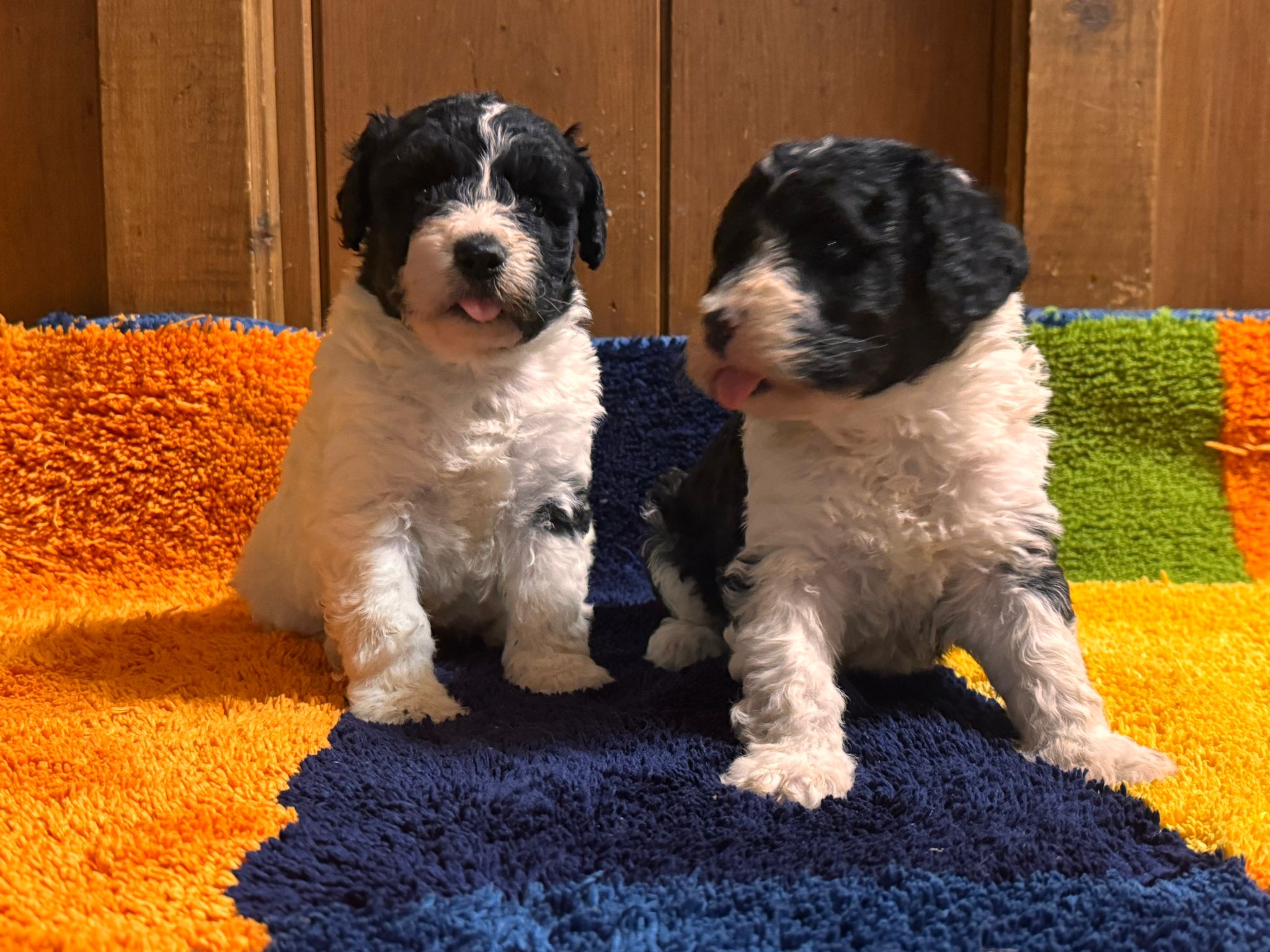 Spaanse Waterhond pups teefjes