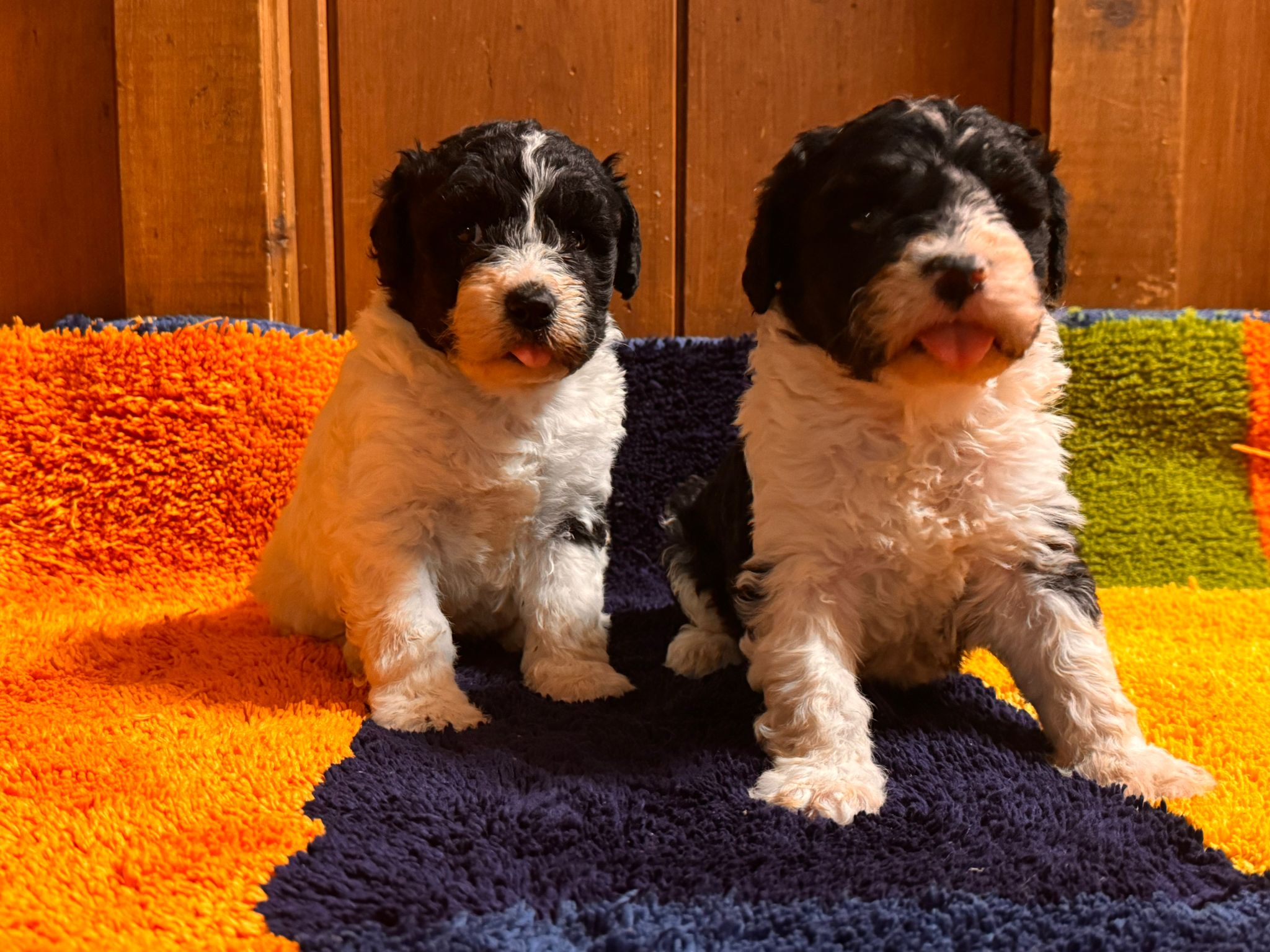 Spaanse Waterhond pups