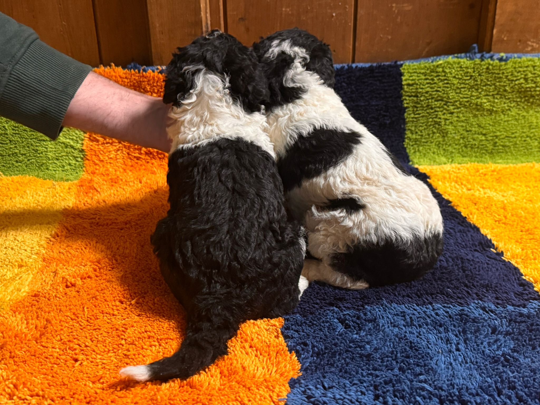 Spaanse Waterhond pups teefjes