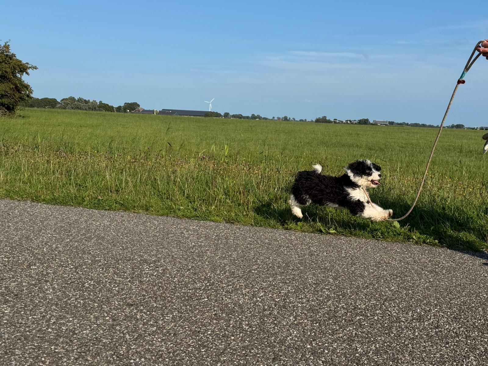 Spaanse Waterhond puppy jump