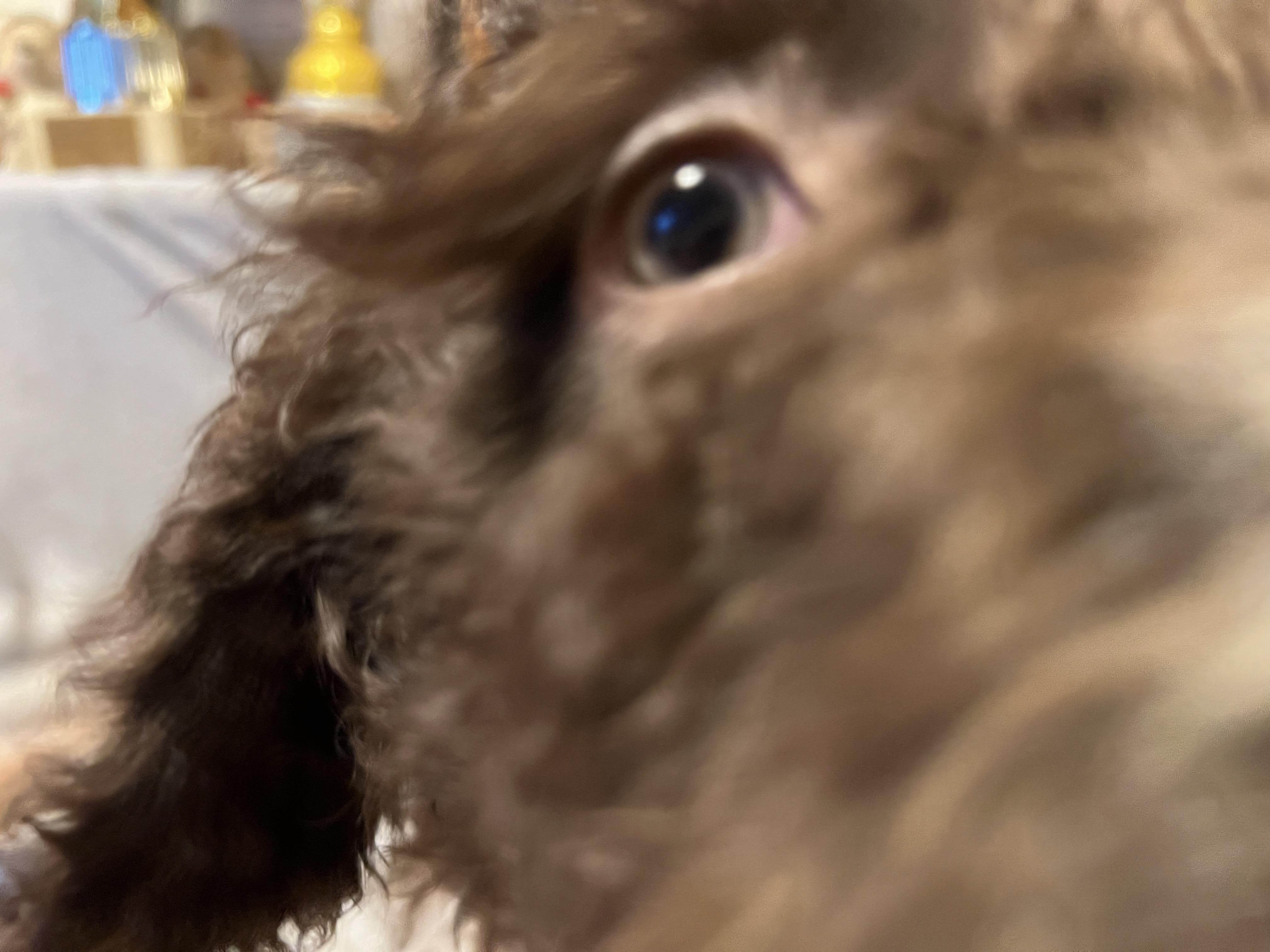 Spaanse Waterhond pup nieuwsgierig naar de camera