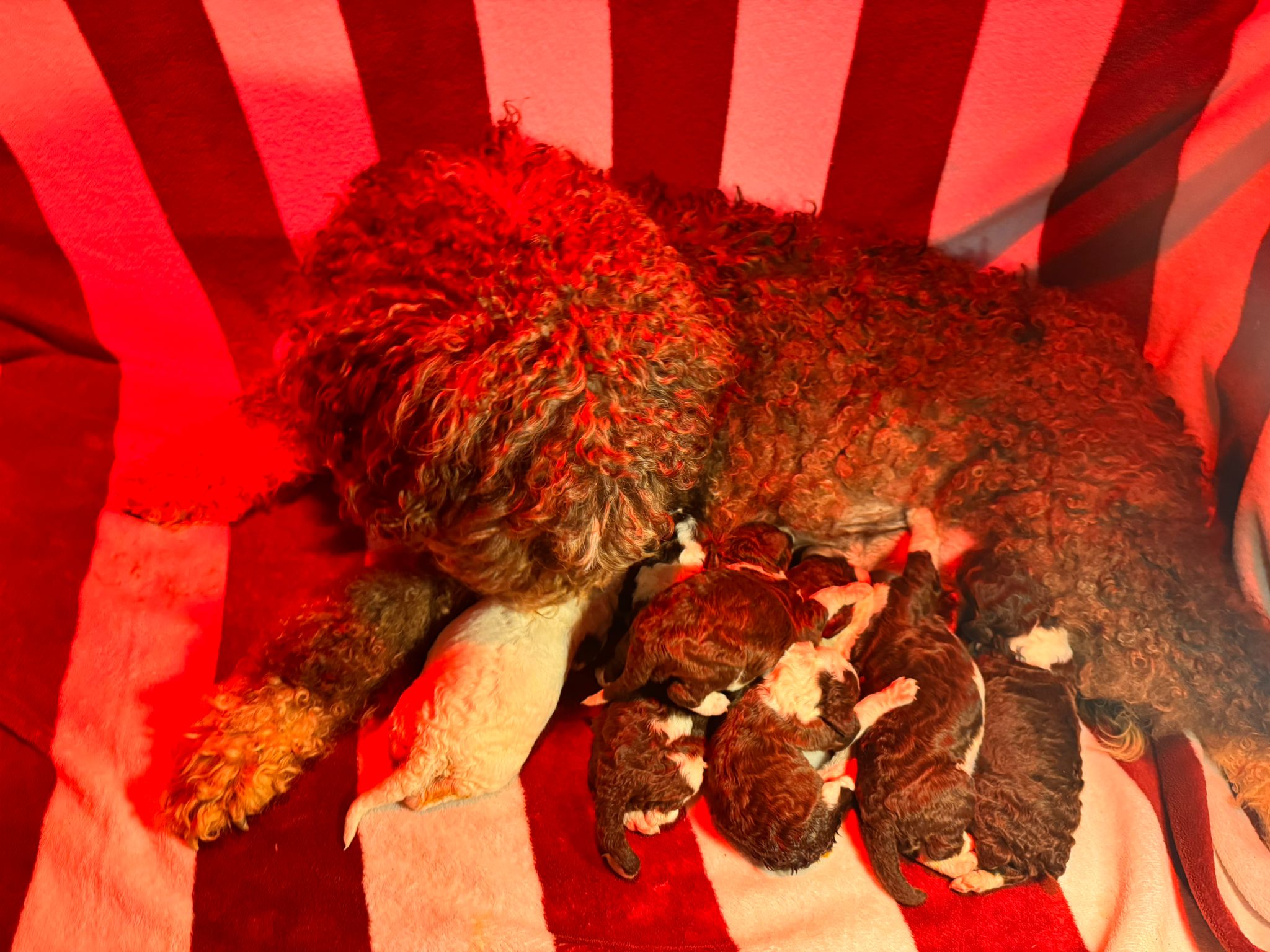 Spaanse Waterhond pups