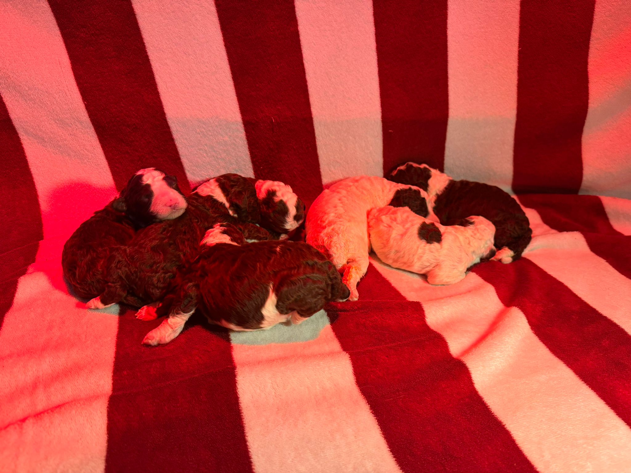 Spaanse Waterhond pups!