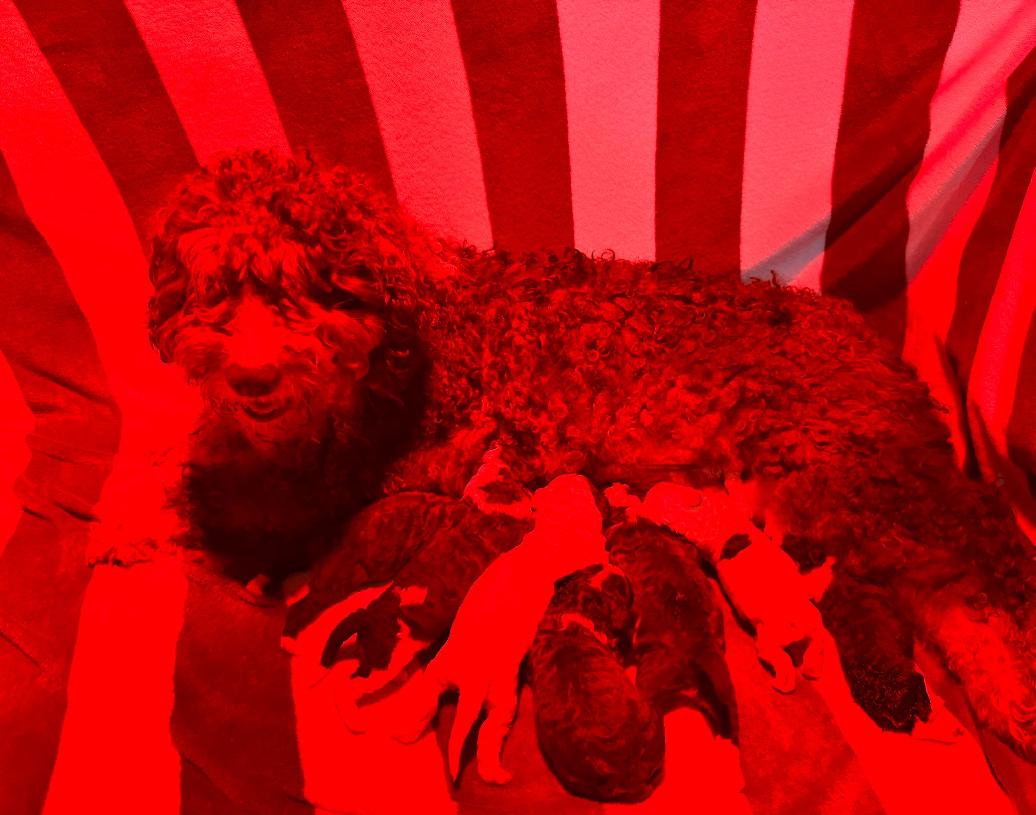 Spaanse Waterhond pups