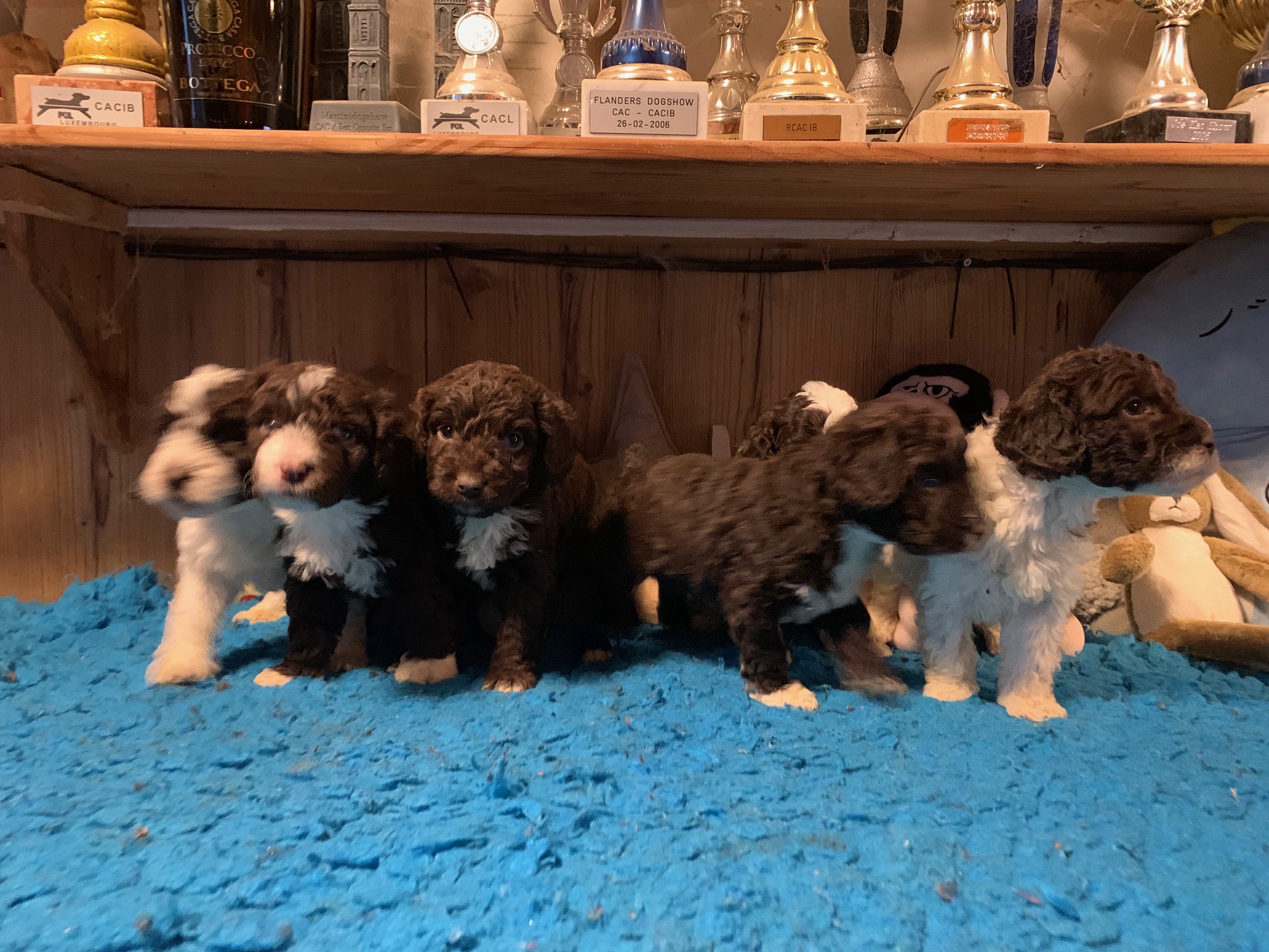  Spaanse Waterhond pups