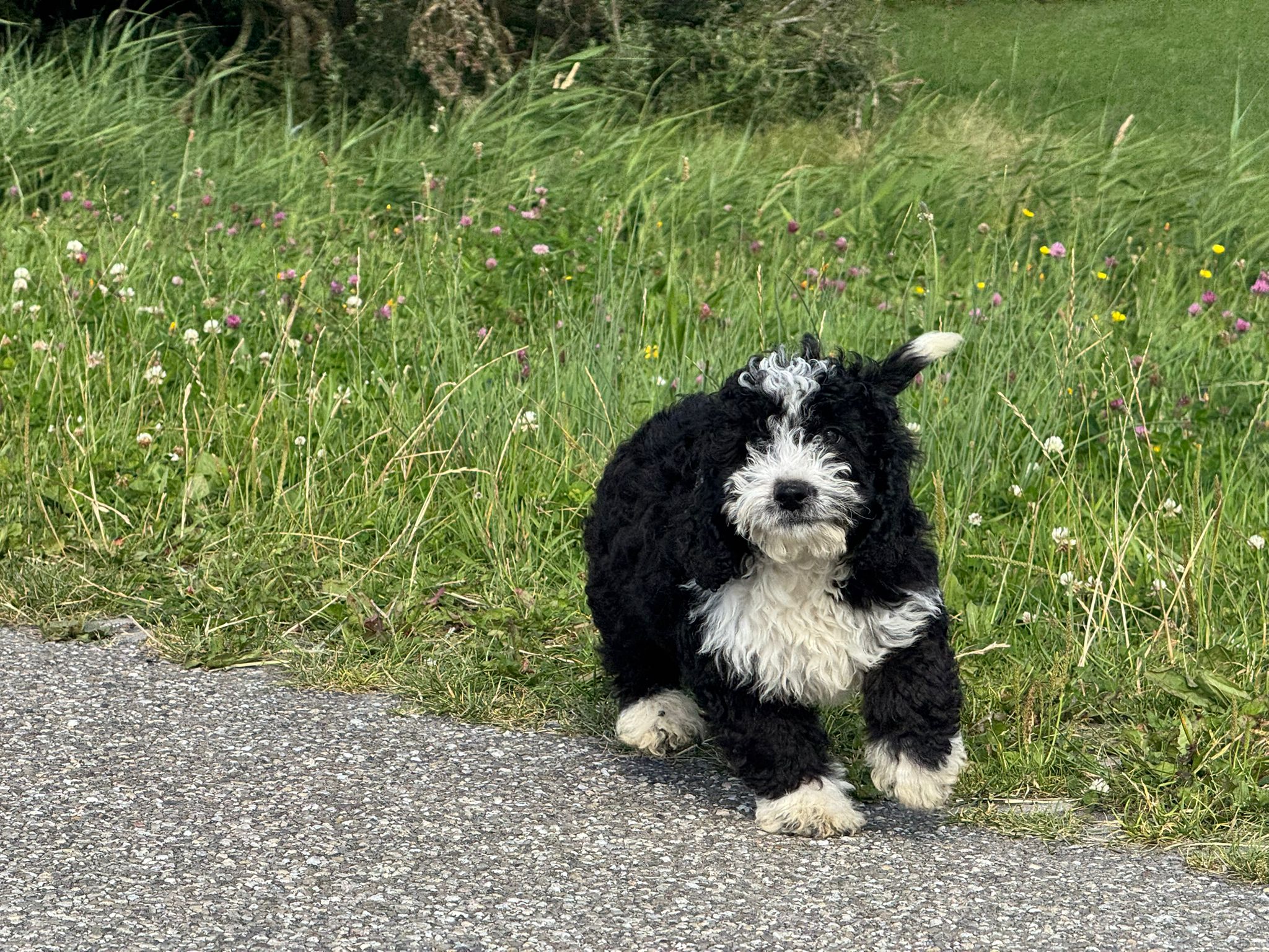 Spaanse Waterhond reuen