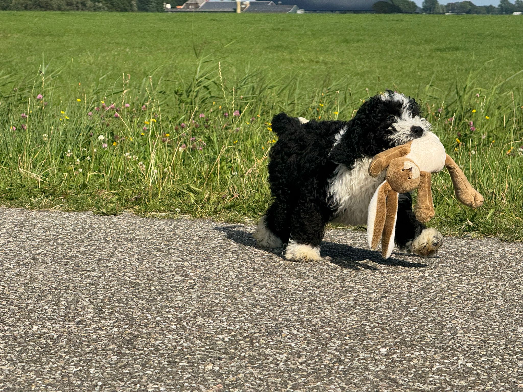 Spaanse Waterhond reuen