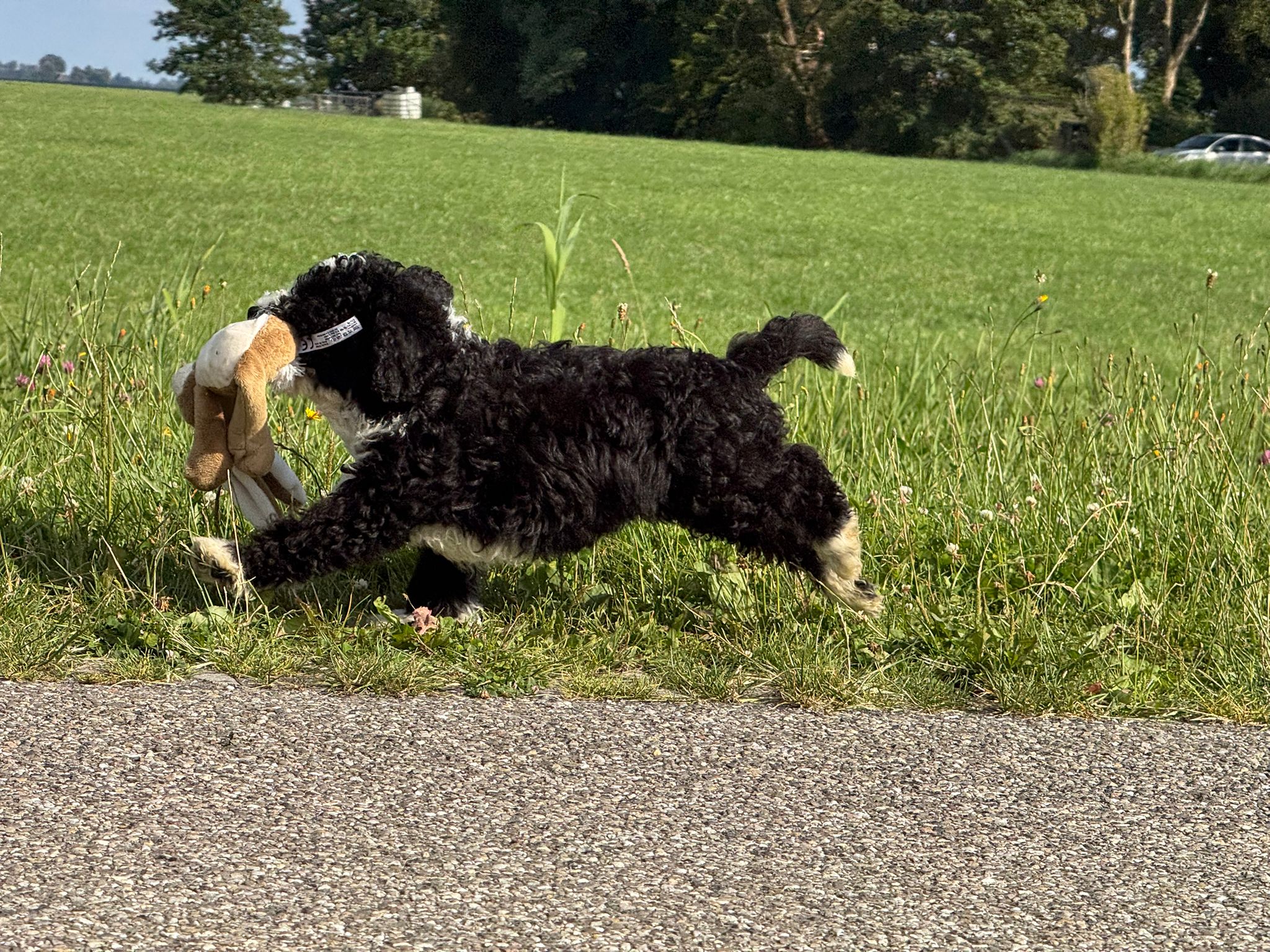 Spaanse Waterhond reuen