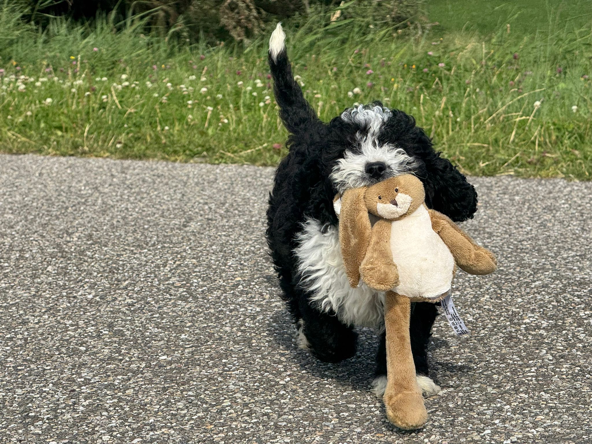 Spaanse Waterhond reuen