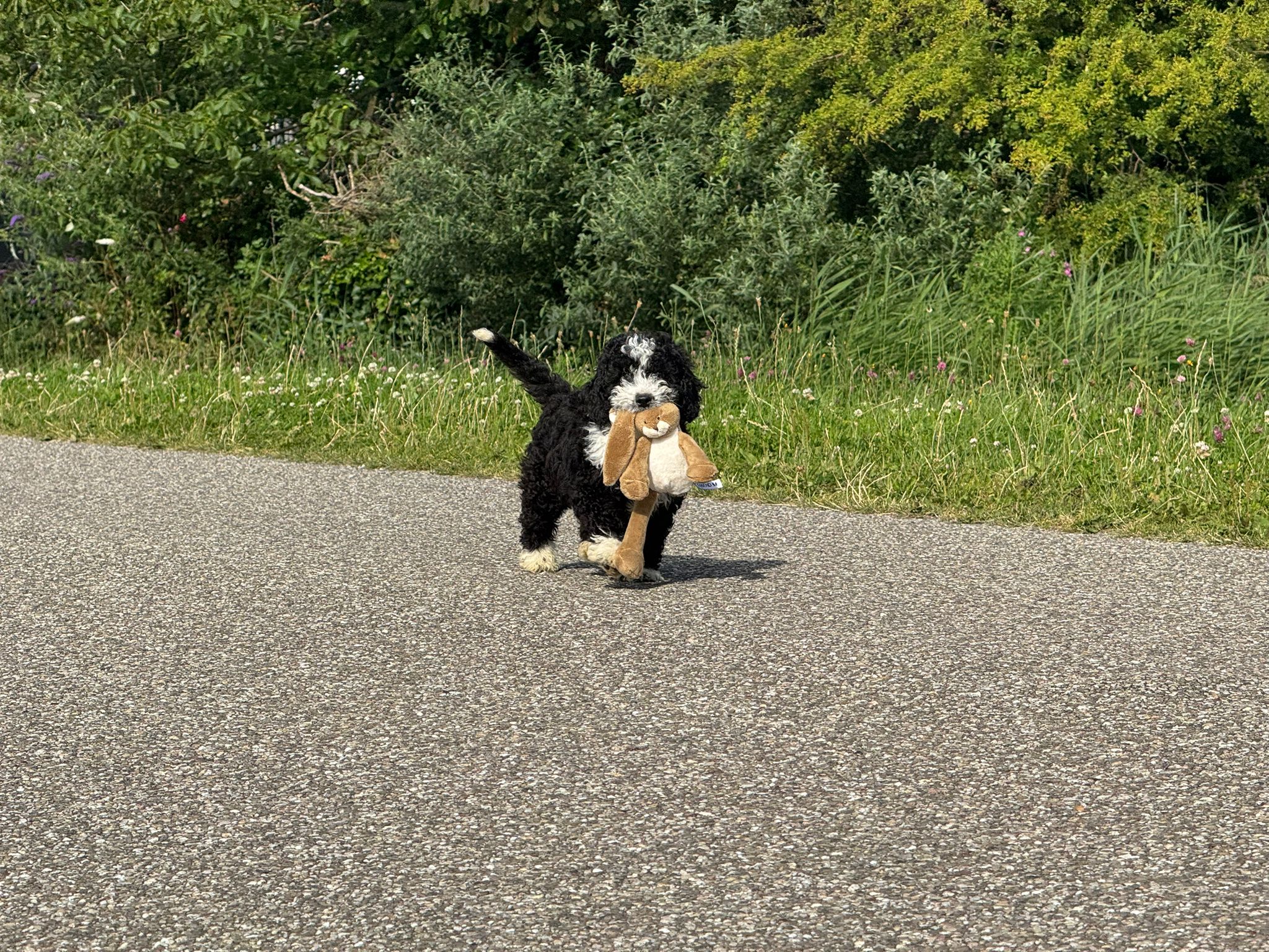Spaanse Waterhond reuen