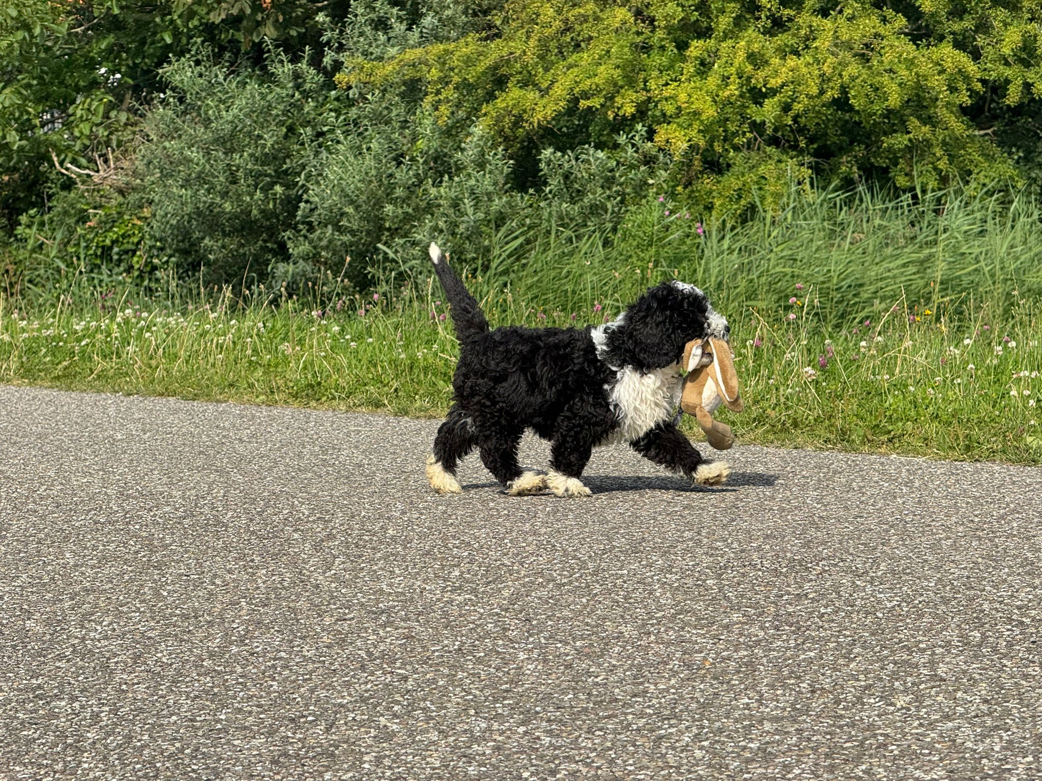 Spaanse Waterhond reuen