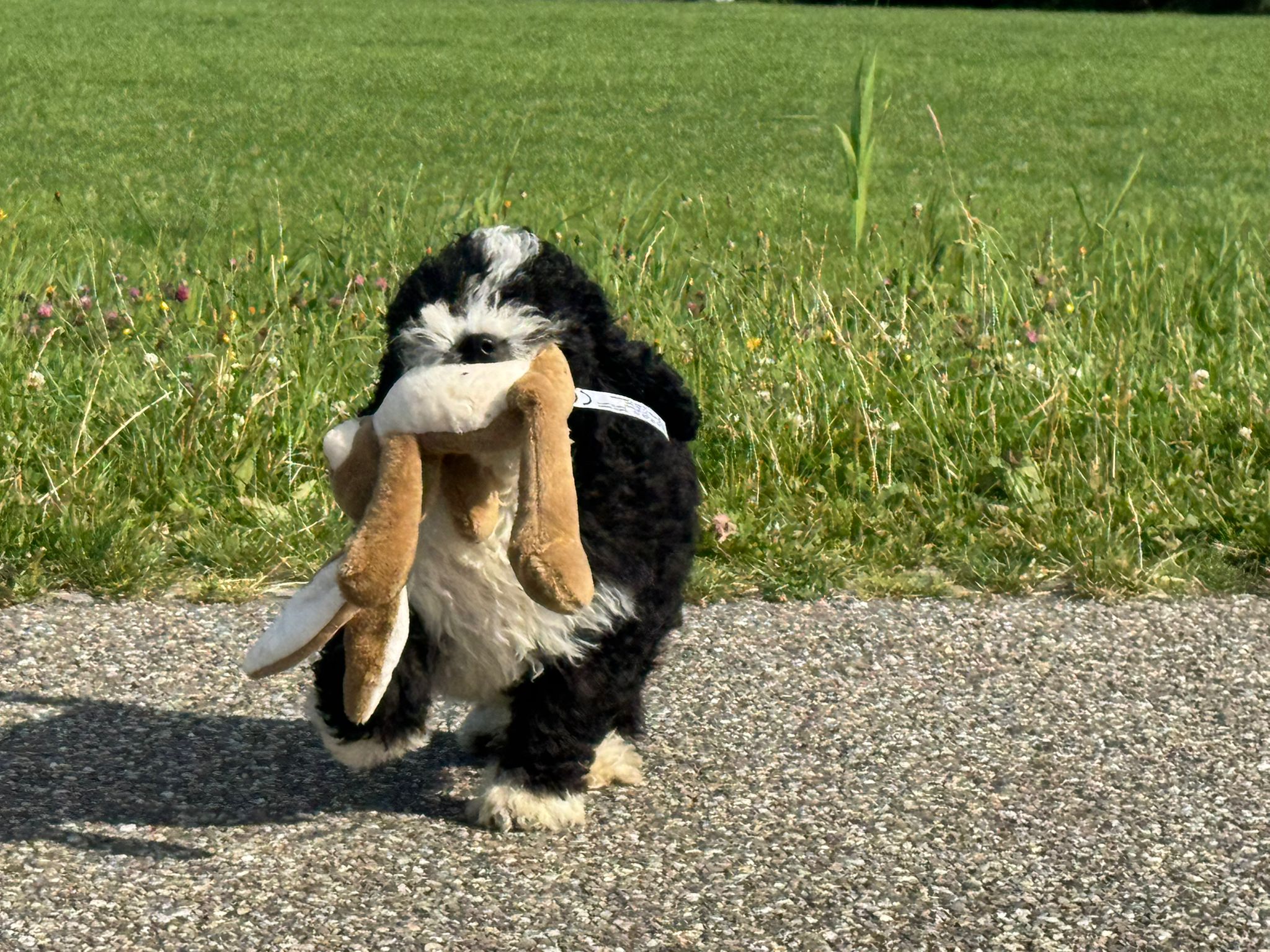 Spaanse Waterhond reuen