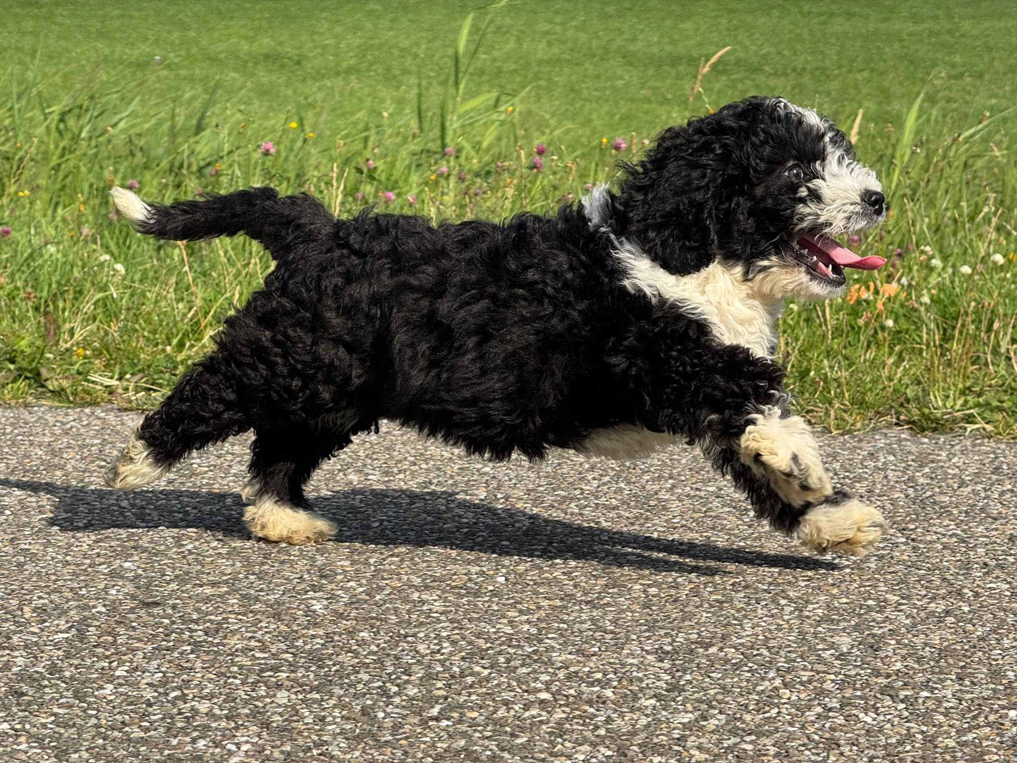 Spaanse Waterhond reuen
