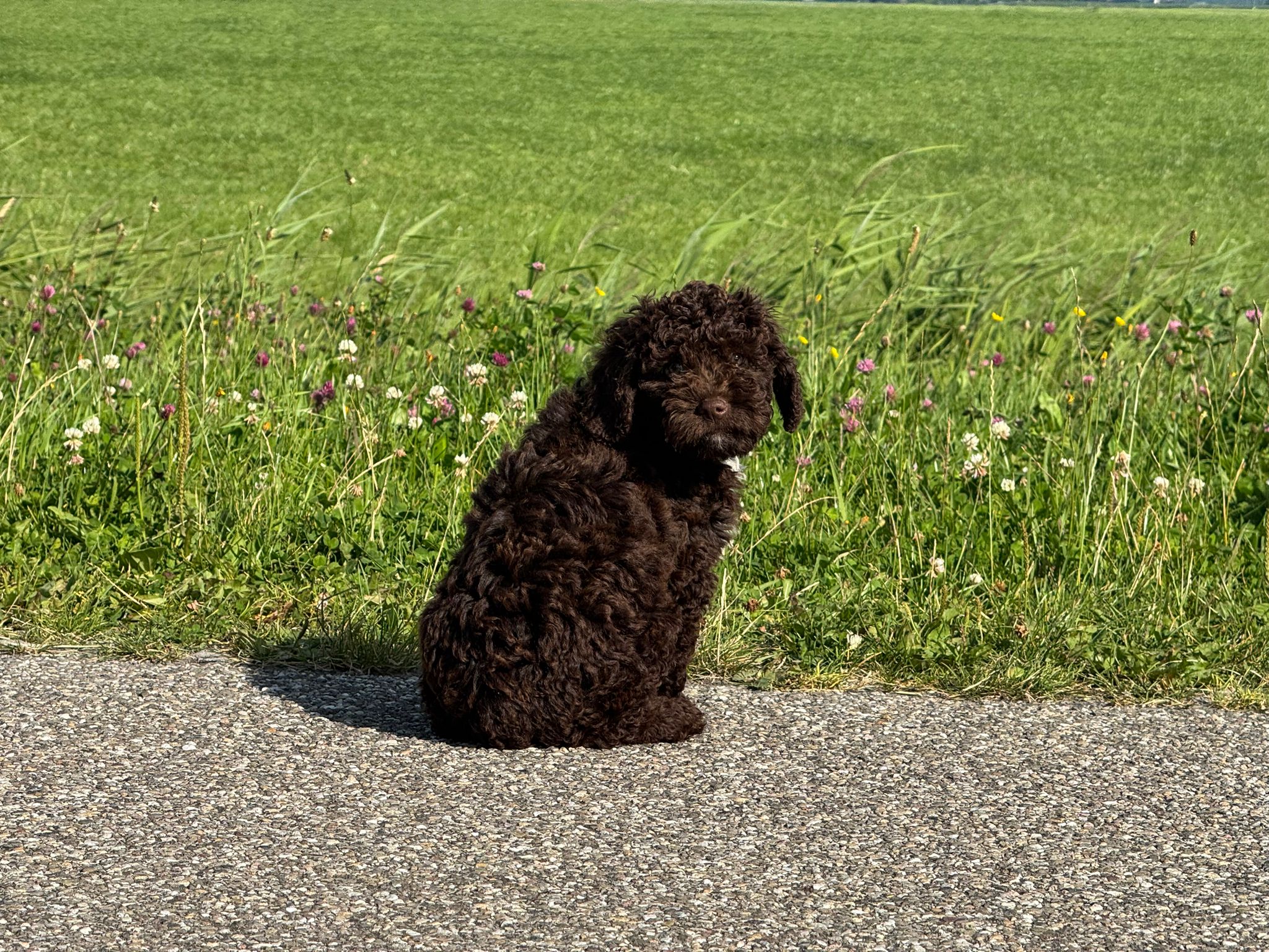 Spaanse Waterhond pup
