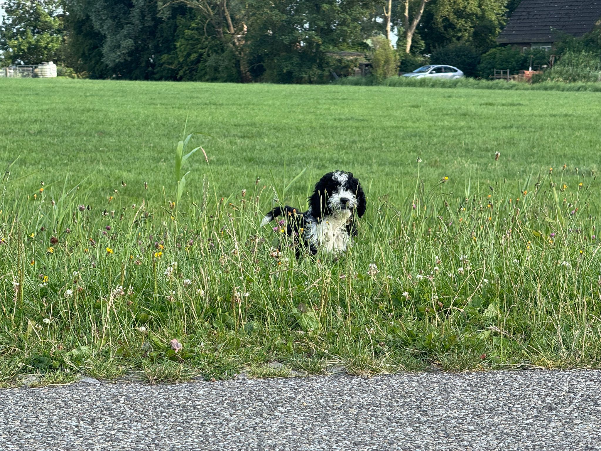Spaanse Waterhond reuen