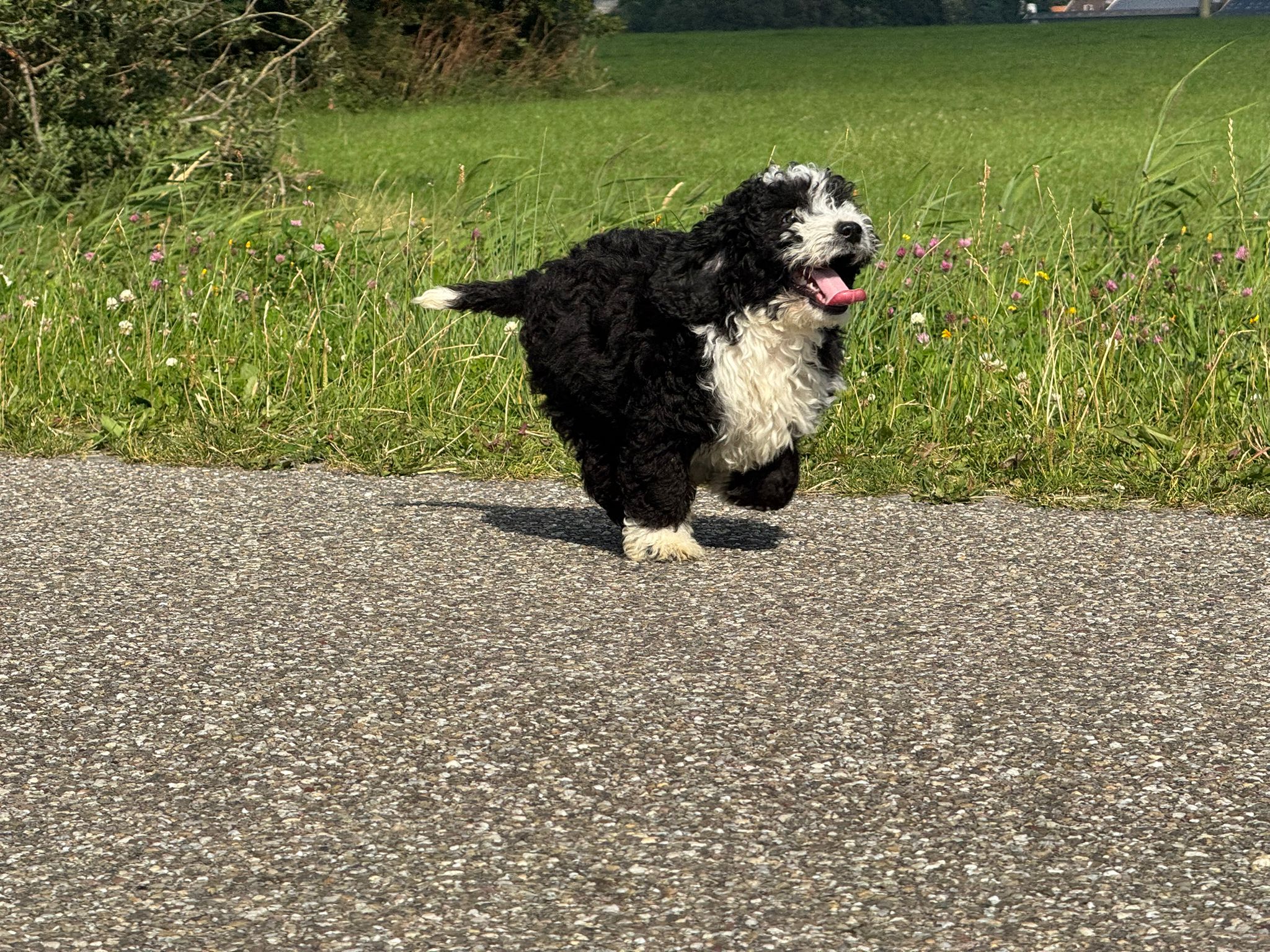 Spaanse Waterhond reuen