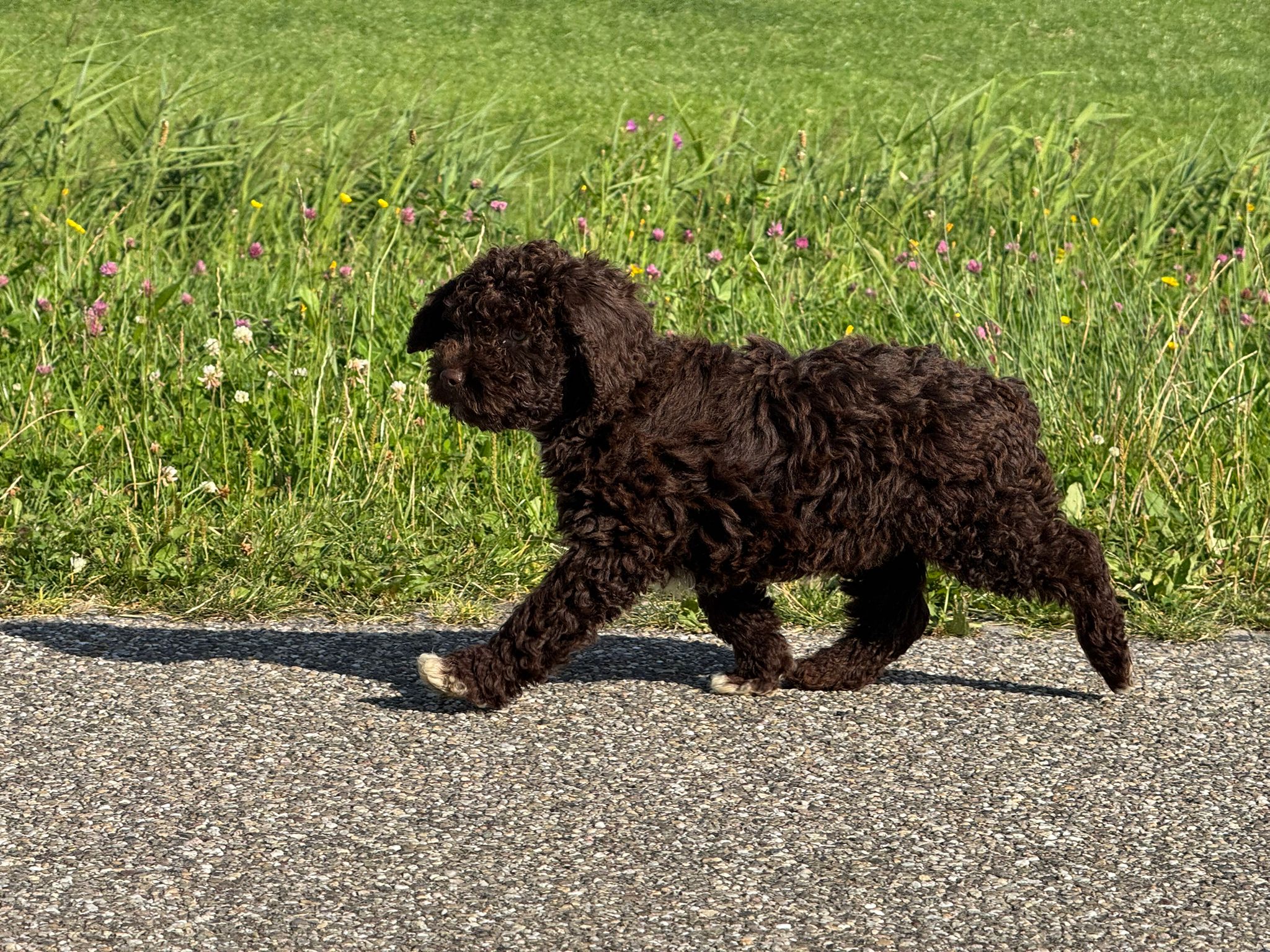 Spaanse Waterhond reuen
