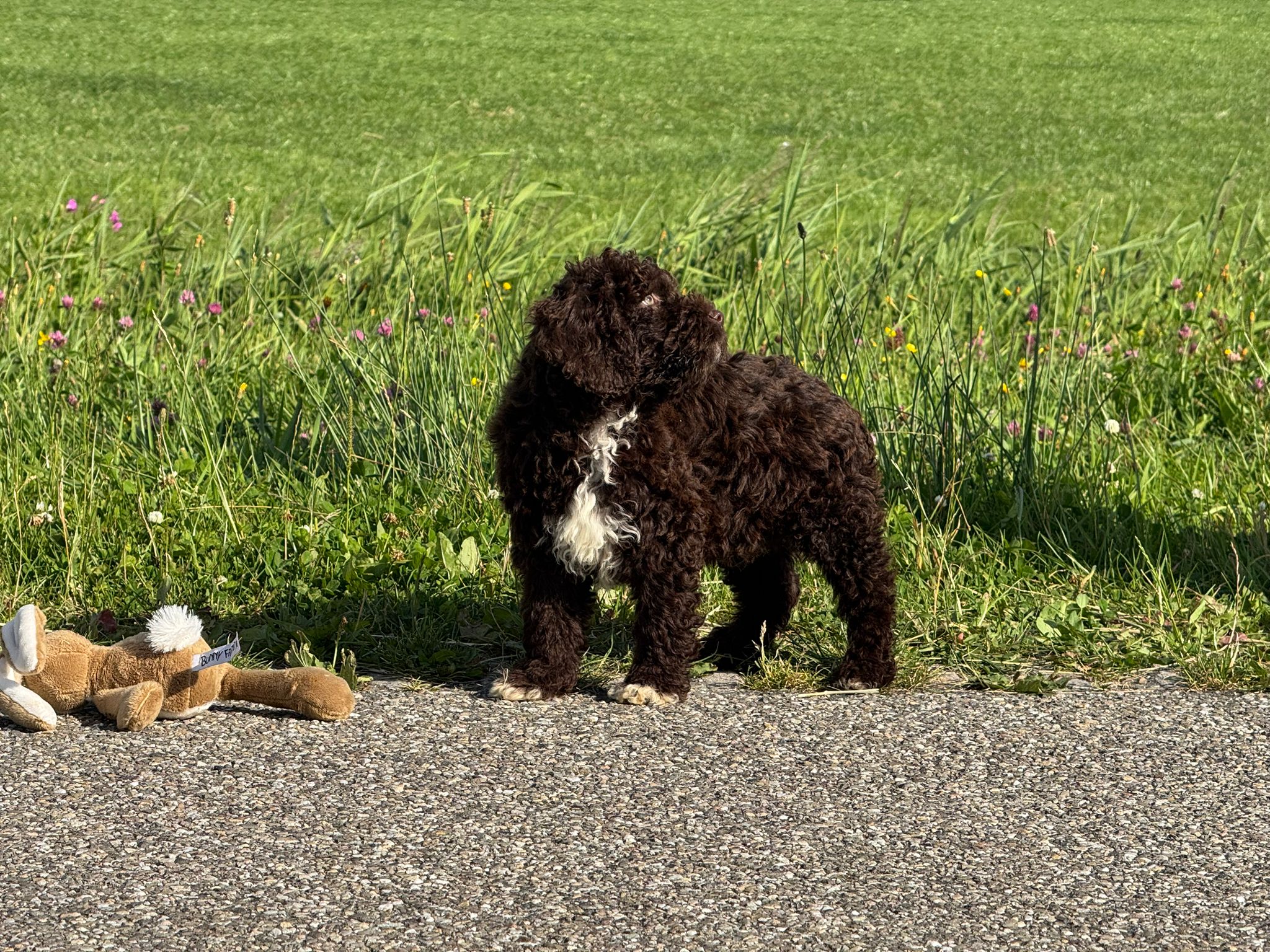 Spaanse Waterhond reuen