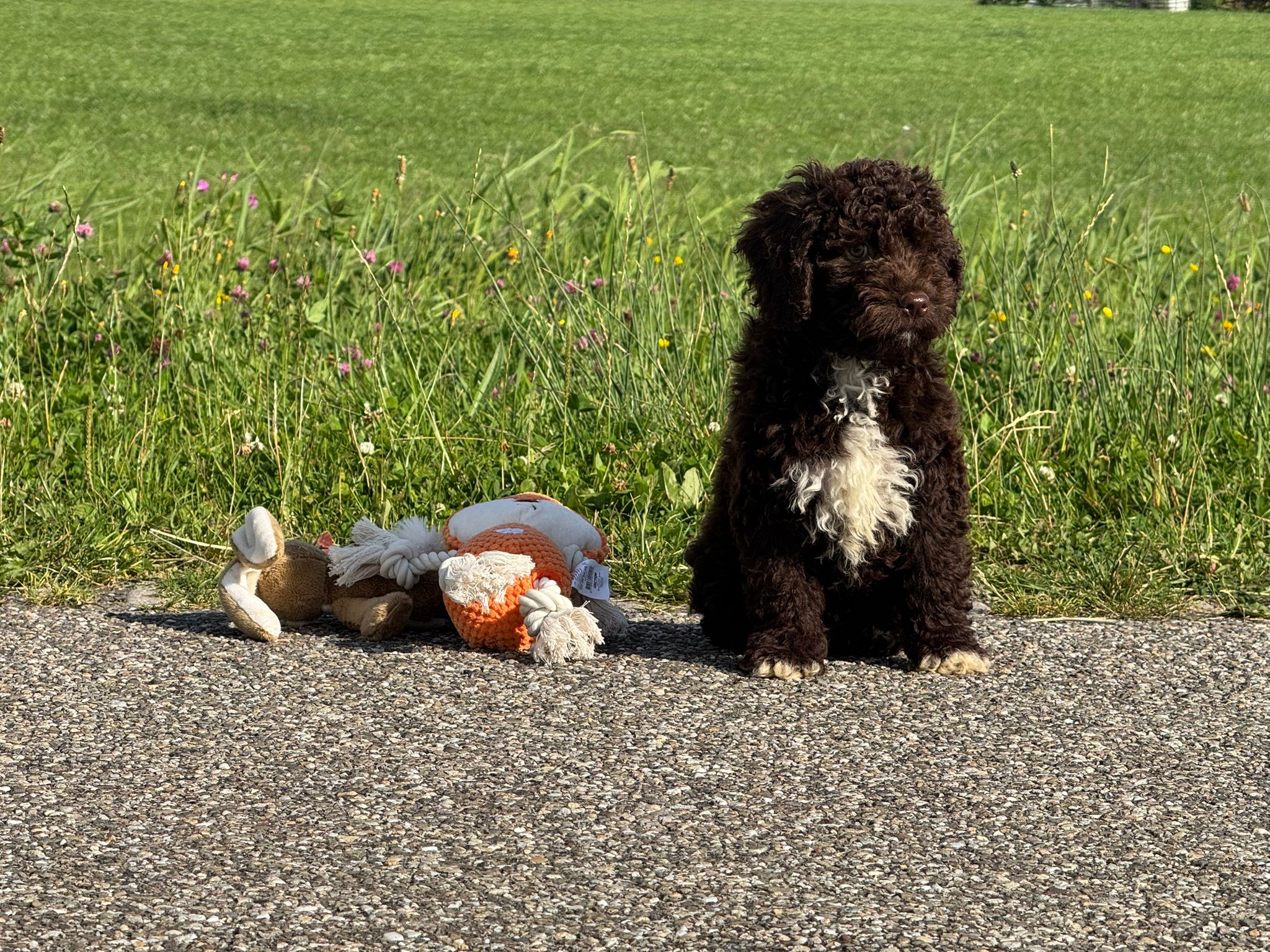 Spaanse Waterhond reuen