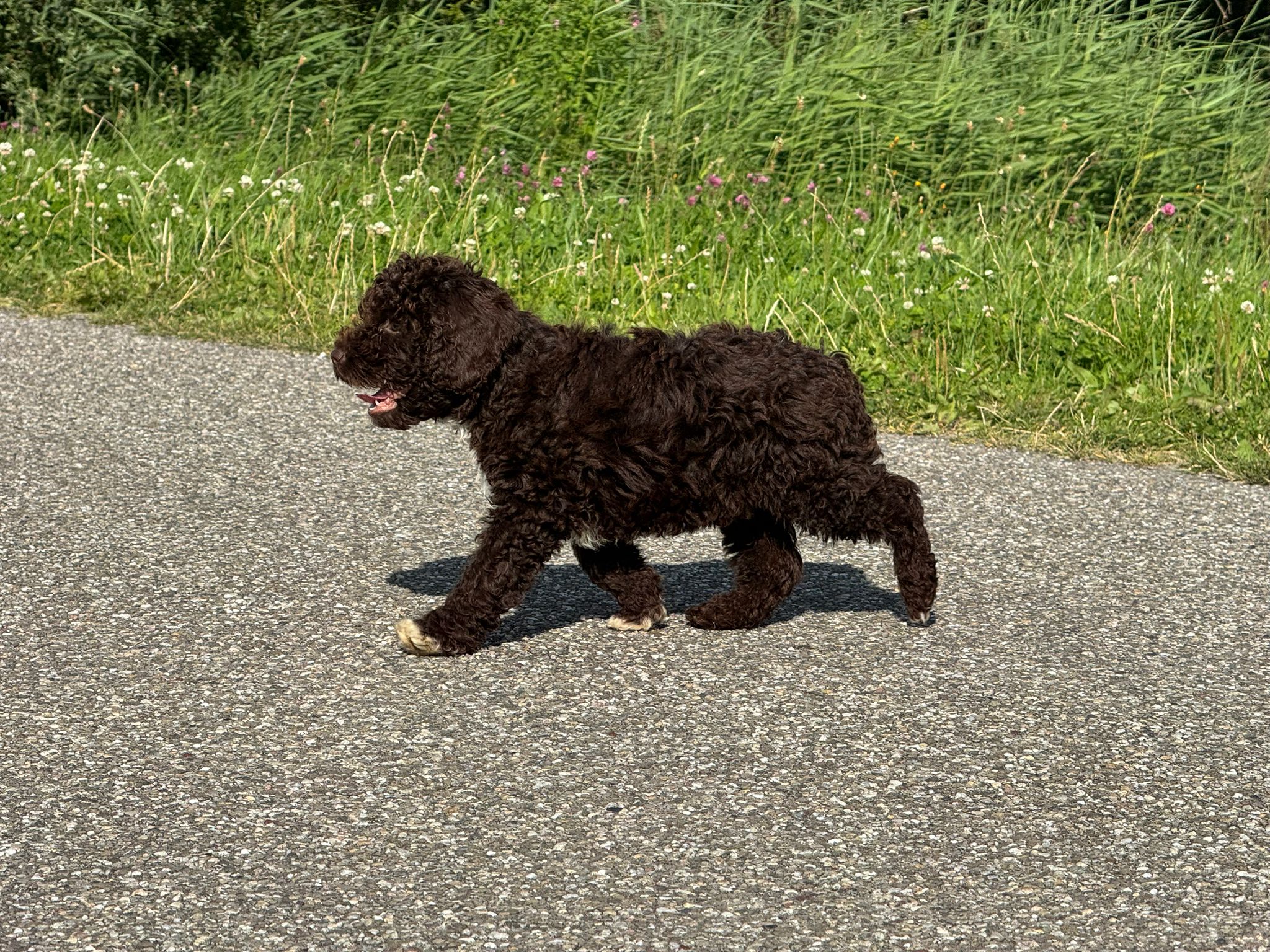 Spaanse Waterhond reuen