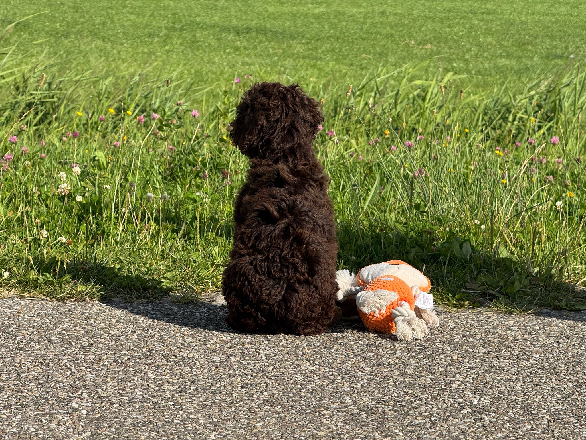 Spaanse Waterhond reuen