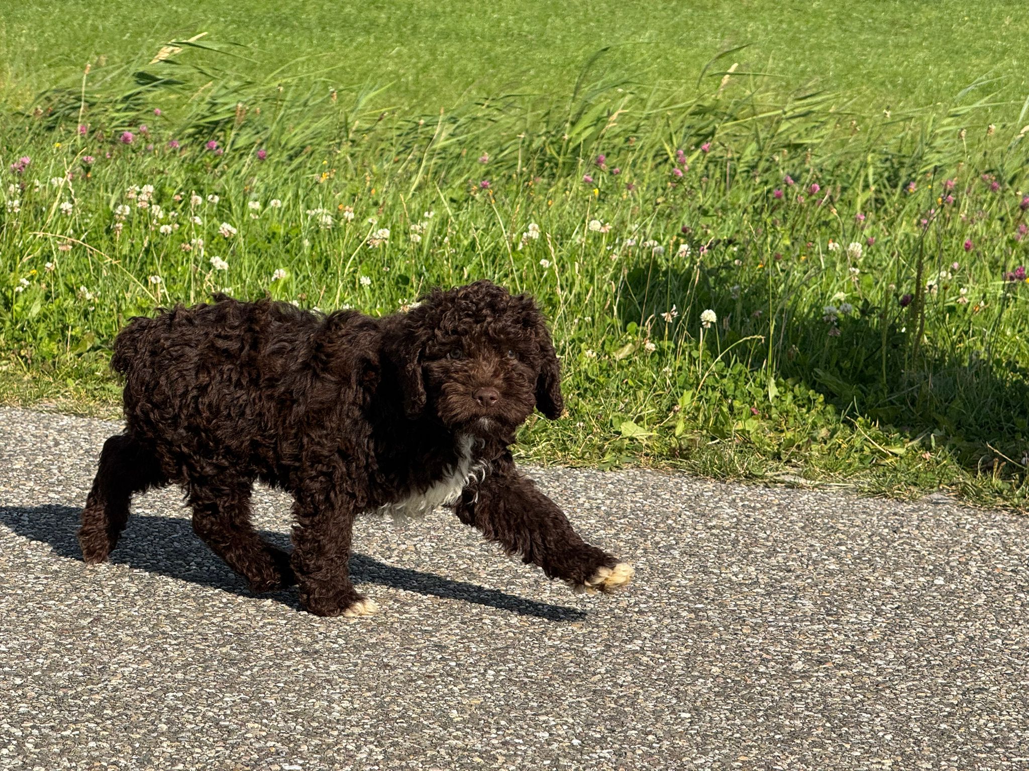 Spaanse Waterhond reuen