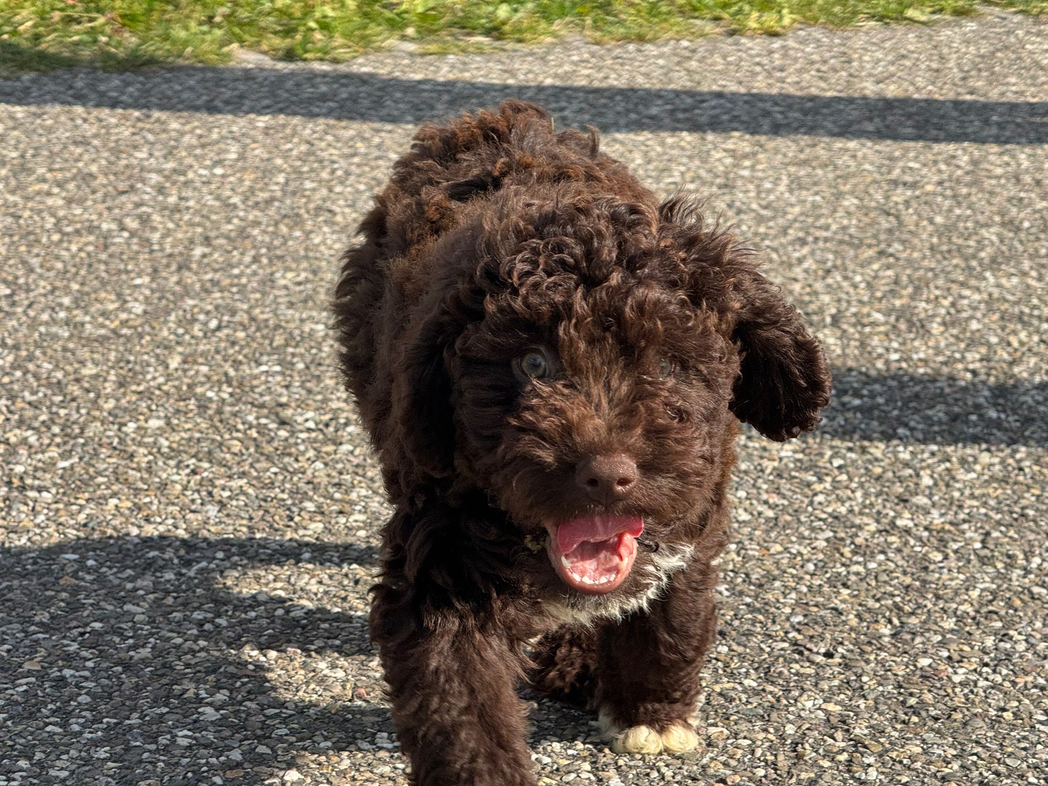 Spaanse Waterhond reuen