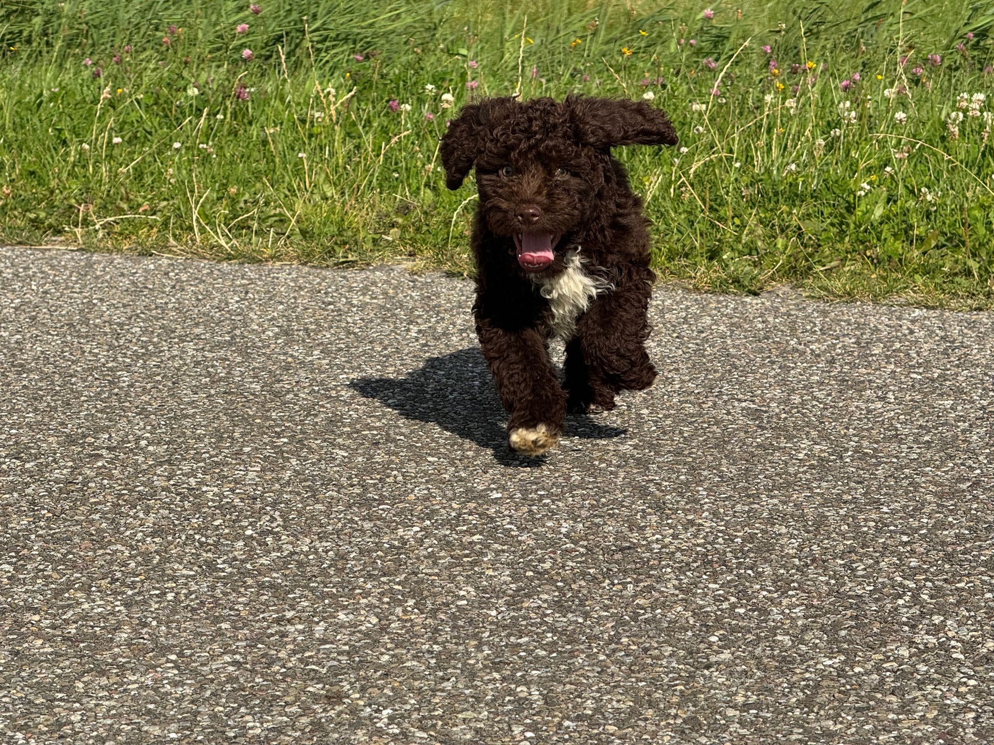 Spaanse Waterhond reuen