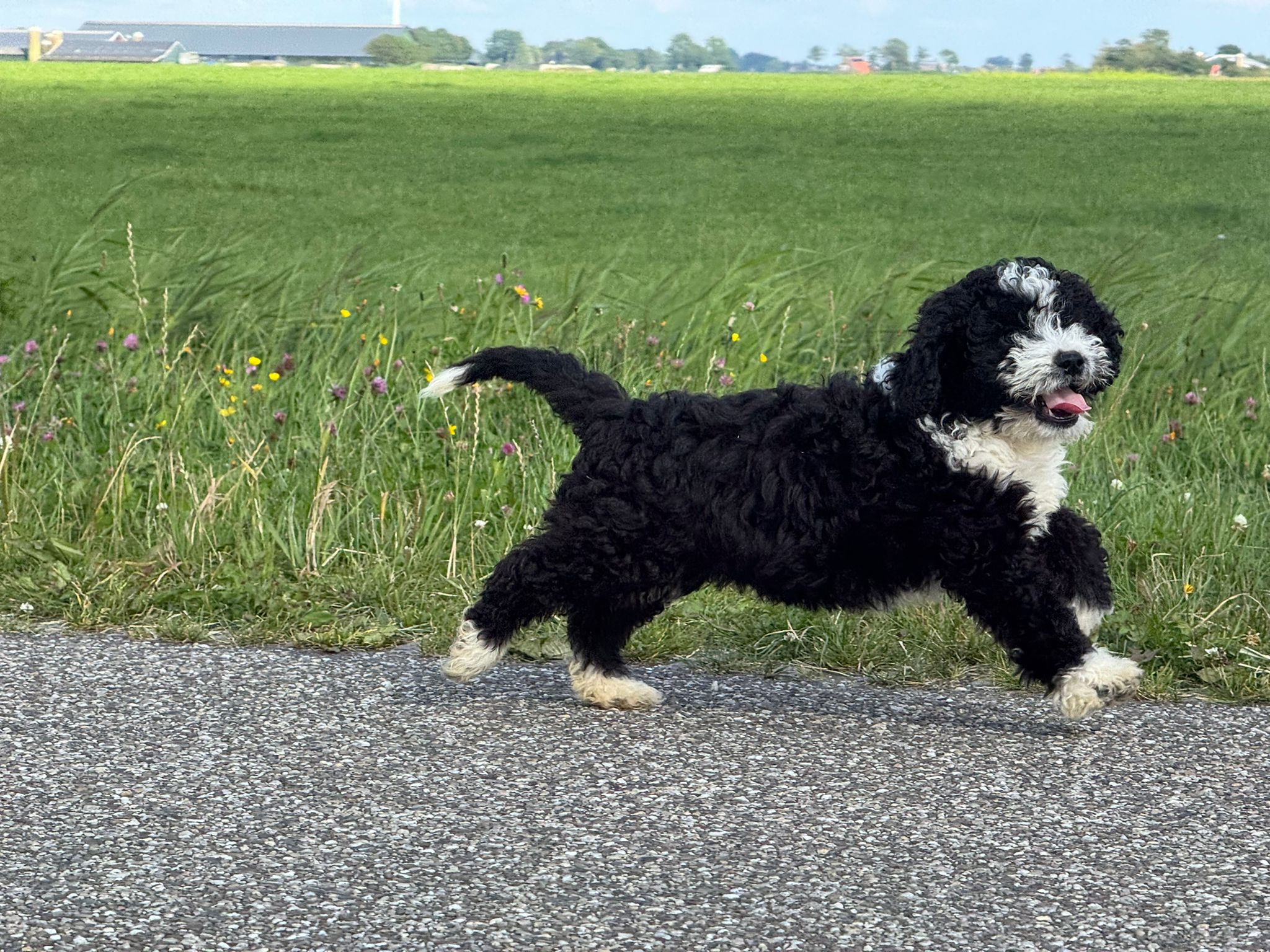 Spaanse Waterhond reuen