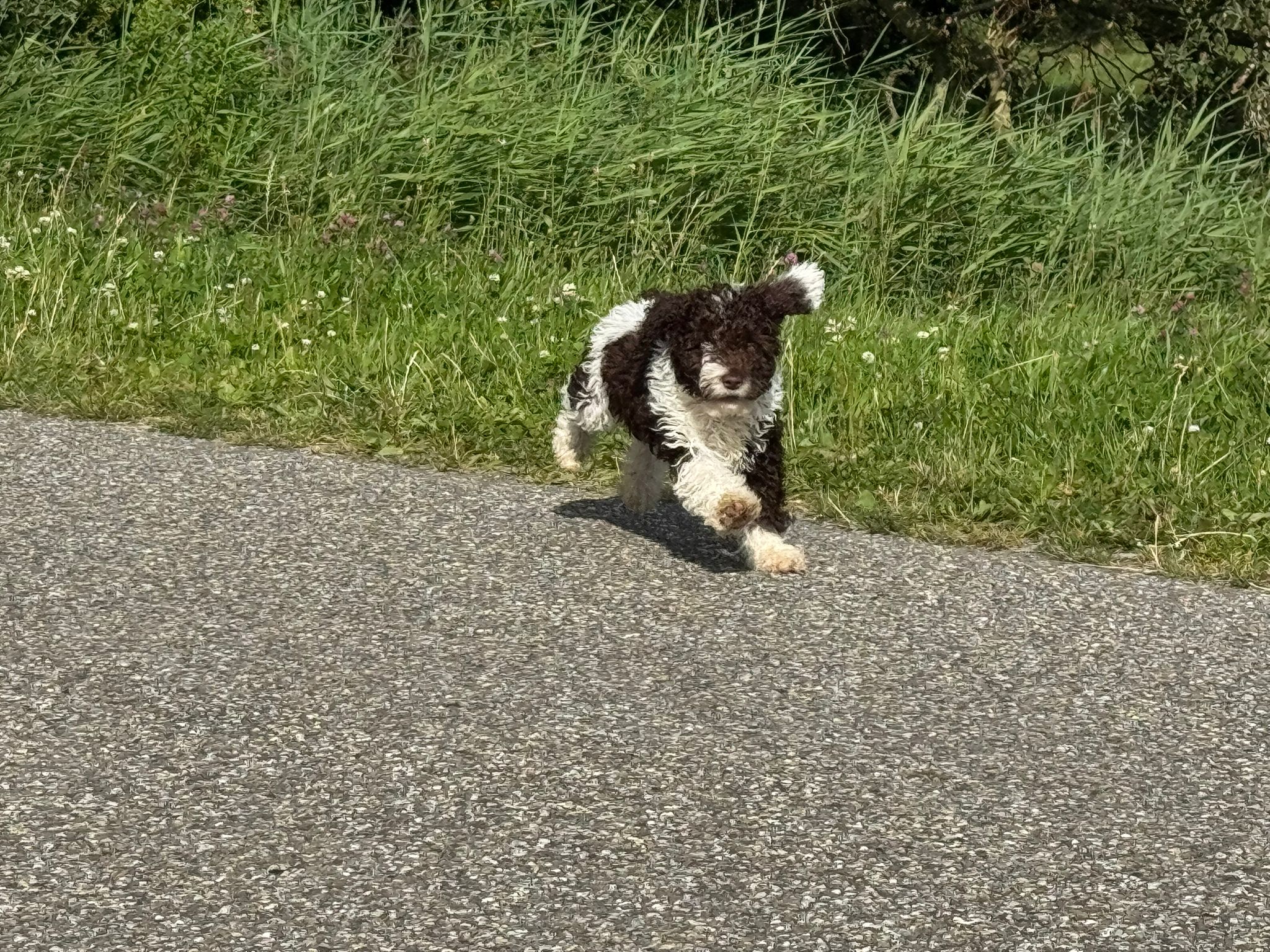 Spaanse Waterhond reuen