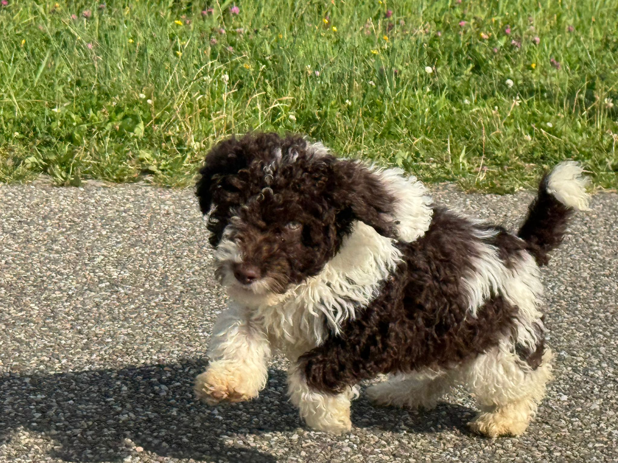 Spaanse Waterhond reuen
